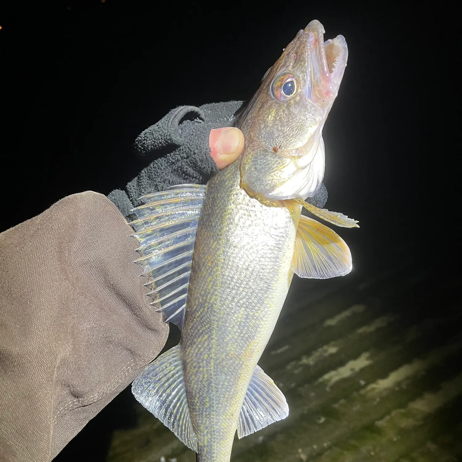 The most recent Saugeye catches on Fishbrain