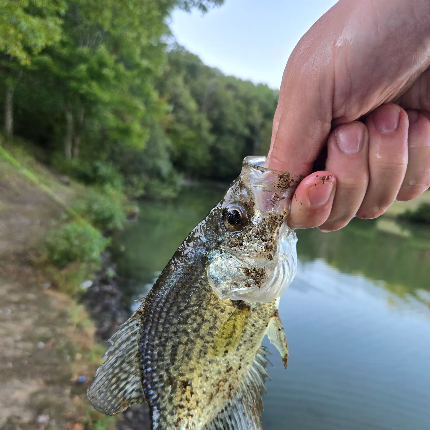 Black crappie caught on Fishbrain