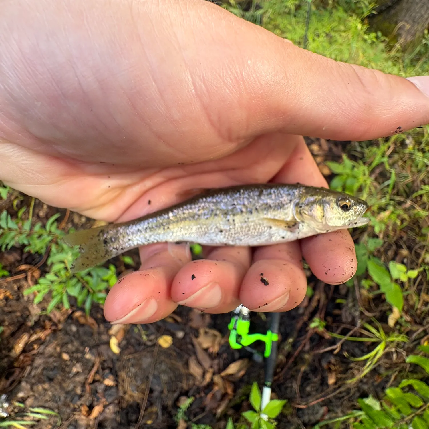 Creek chub caught on Fishbrain