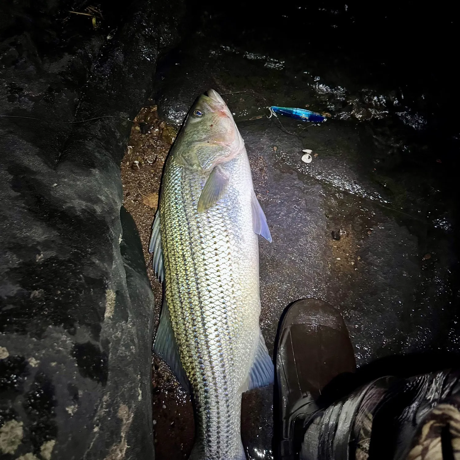 Striped bass caught on Fishbrain