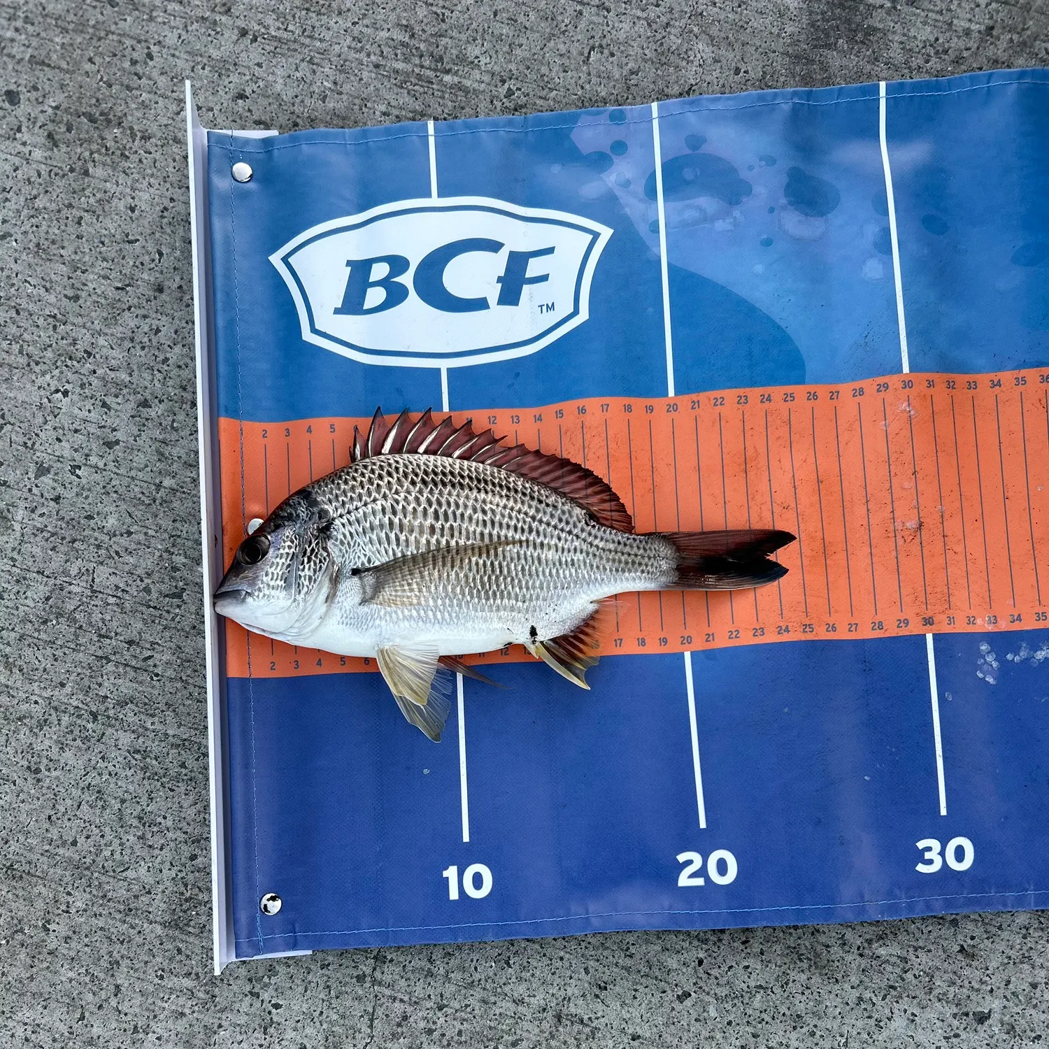 Surf bream caught on Fishbrain