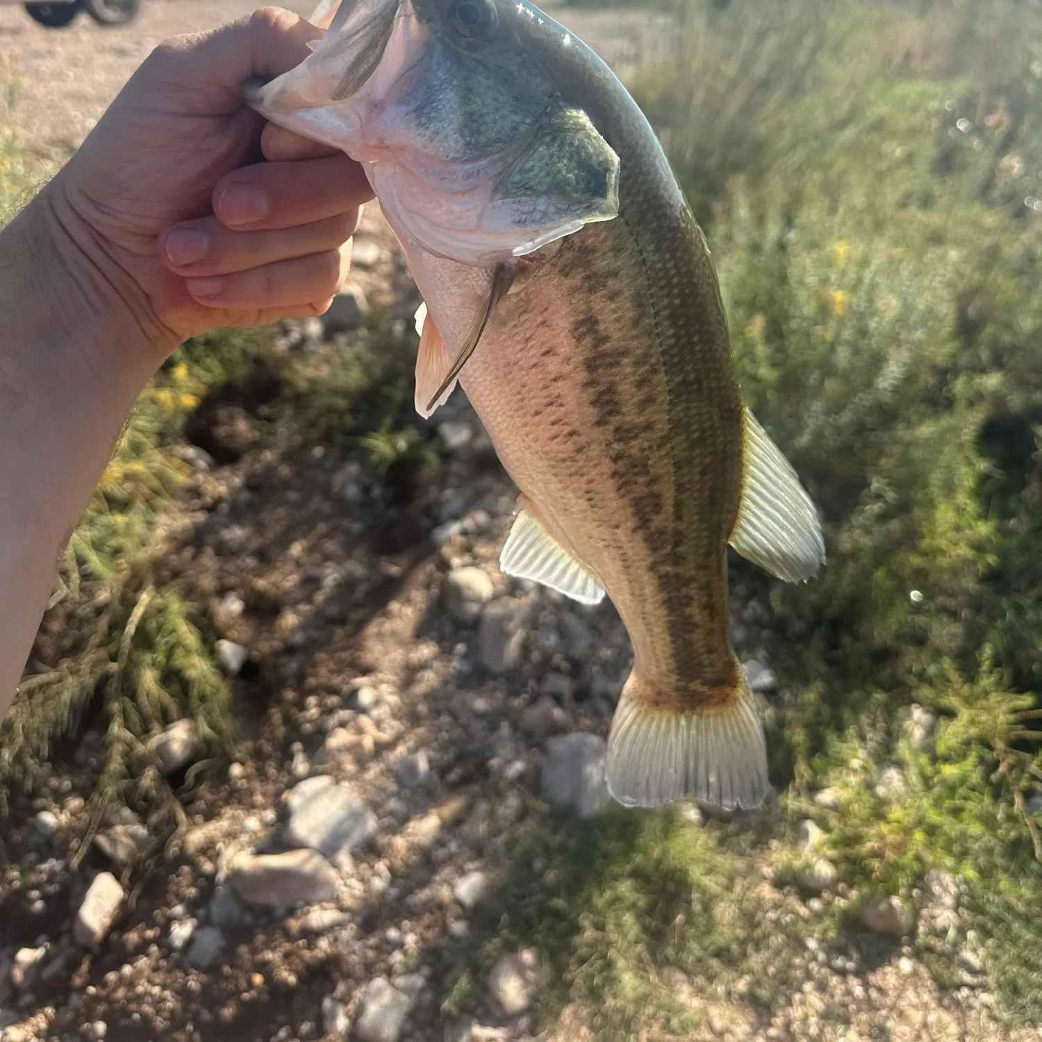 Spotted bass caught on Fishbrain