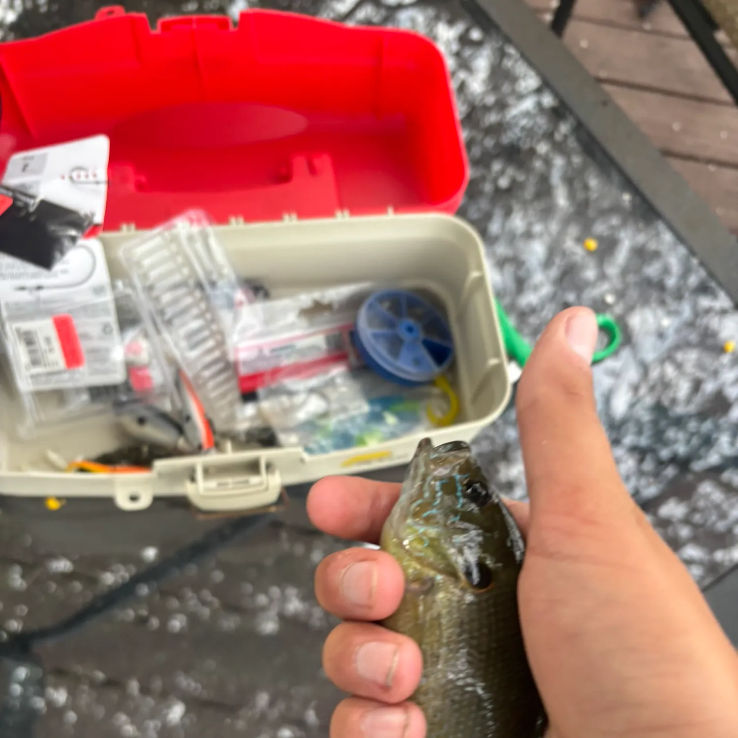 Greengill hybrid caught on Fishbrain
