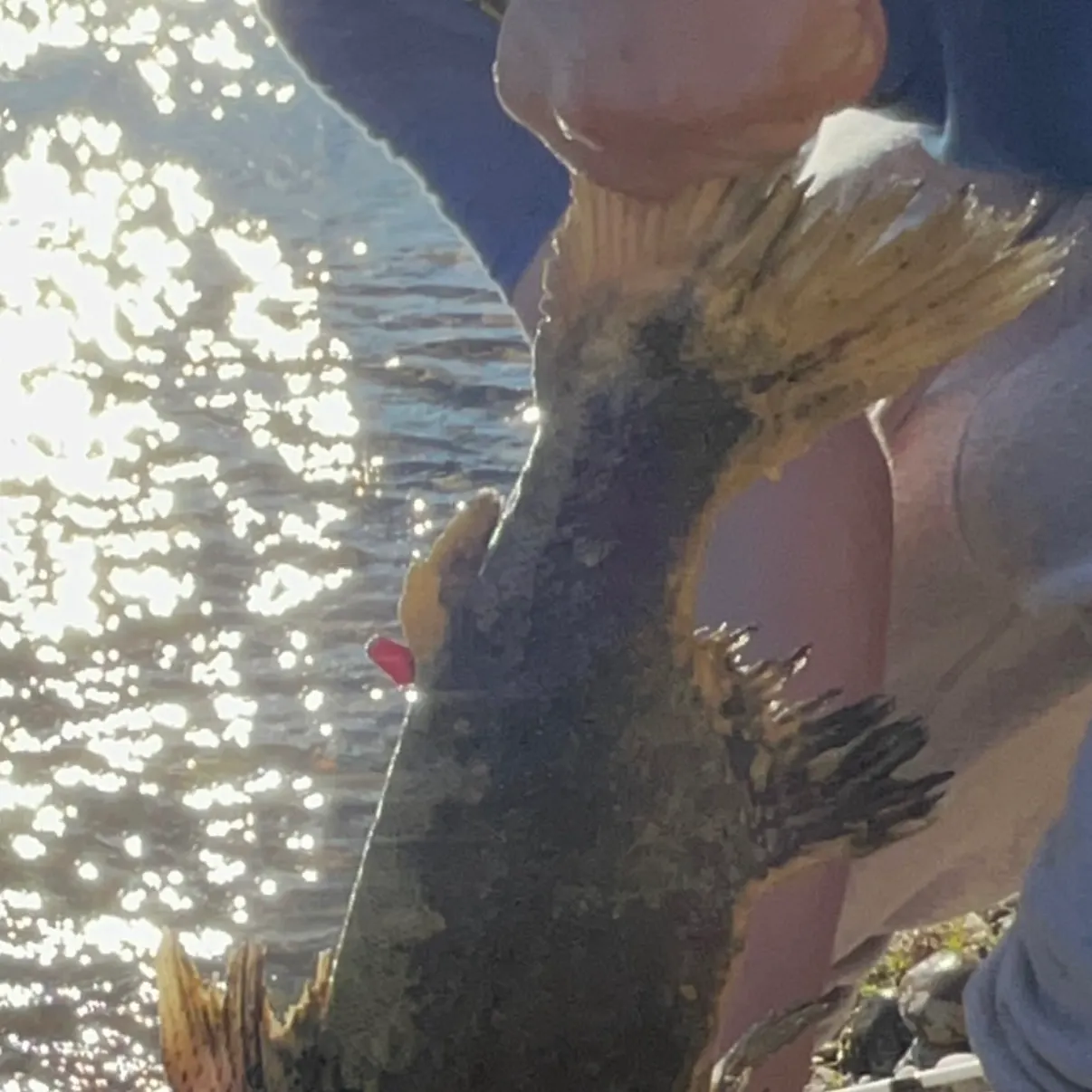 Chinook salmon caught on Fishbrain