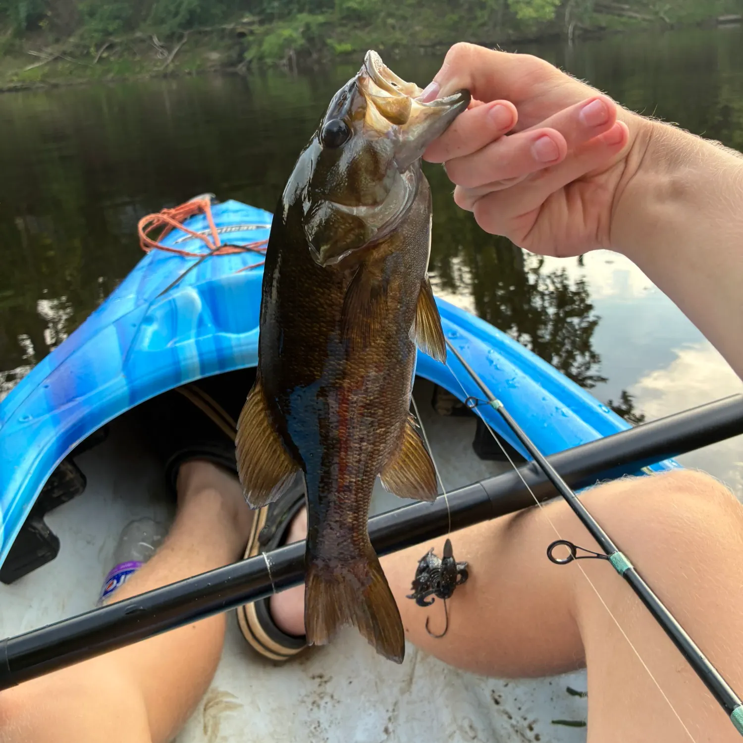 Smallmouth bass caught on Fishbrain