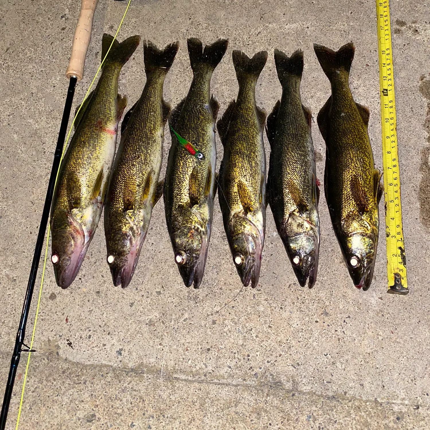 recently logged catches