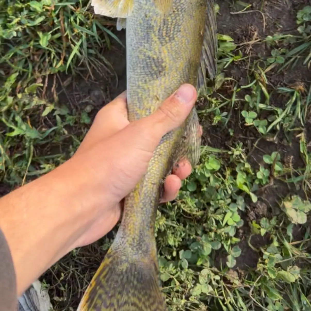 Saugeye caught on Fishbrain
