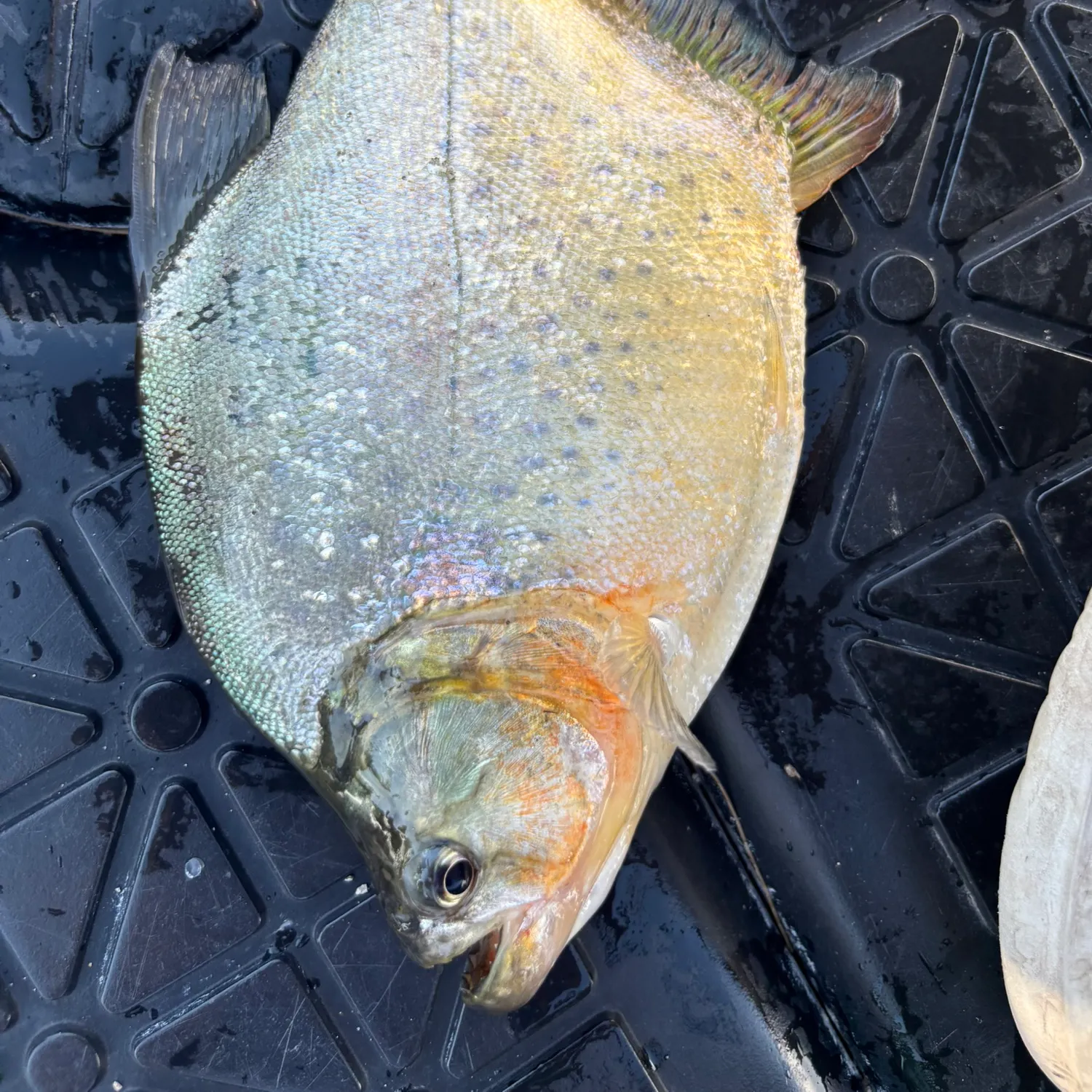 The most recent Small-scaled pacu catches on Fishbrain