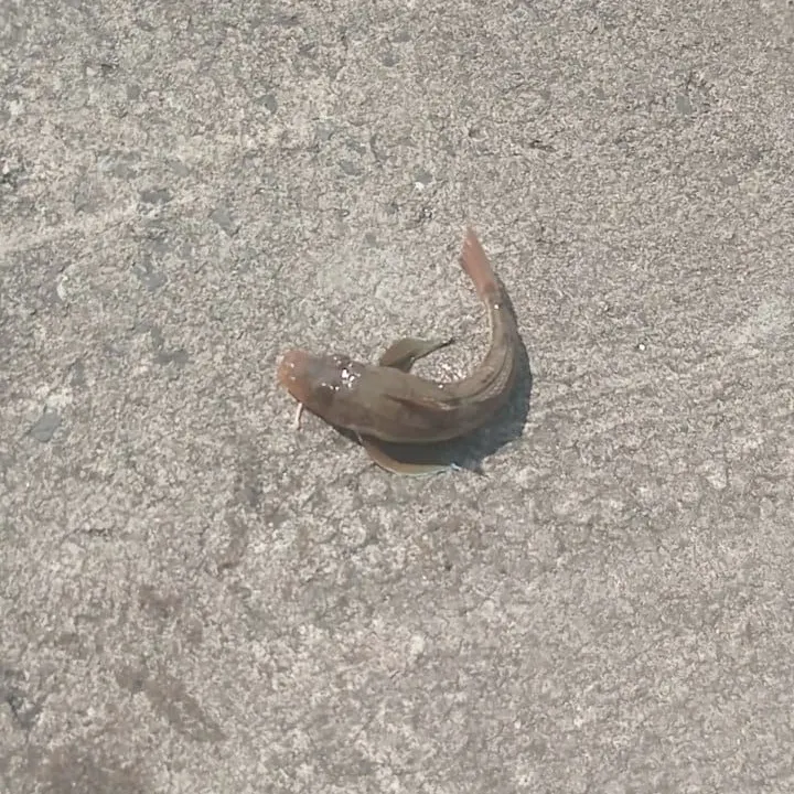 The most recent Red gurnard catches on Fishbrain