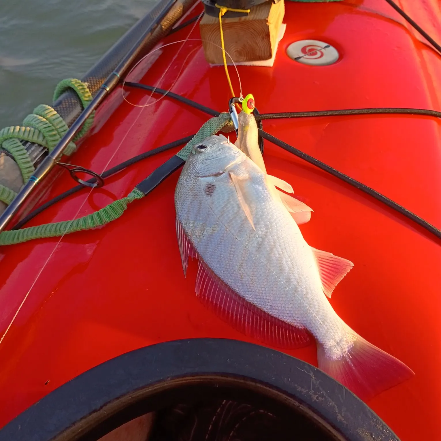 Spot croaker caught on Fishbrain