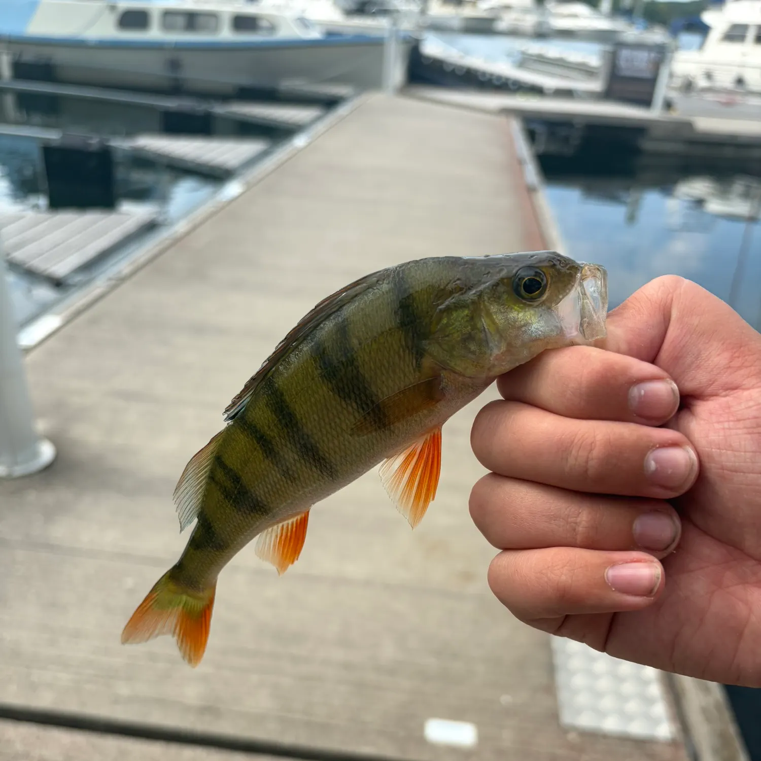 European perch caught on Fishbrain