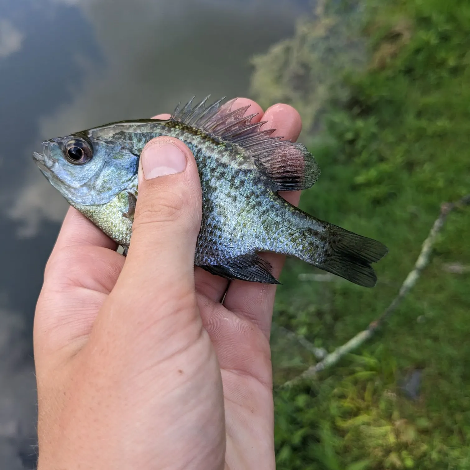Bluegill caught on Fishbrain