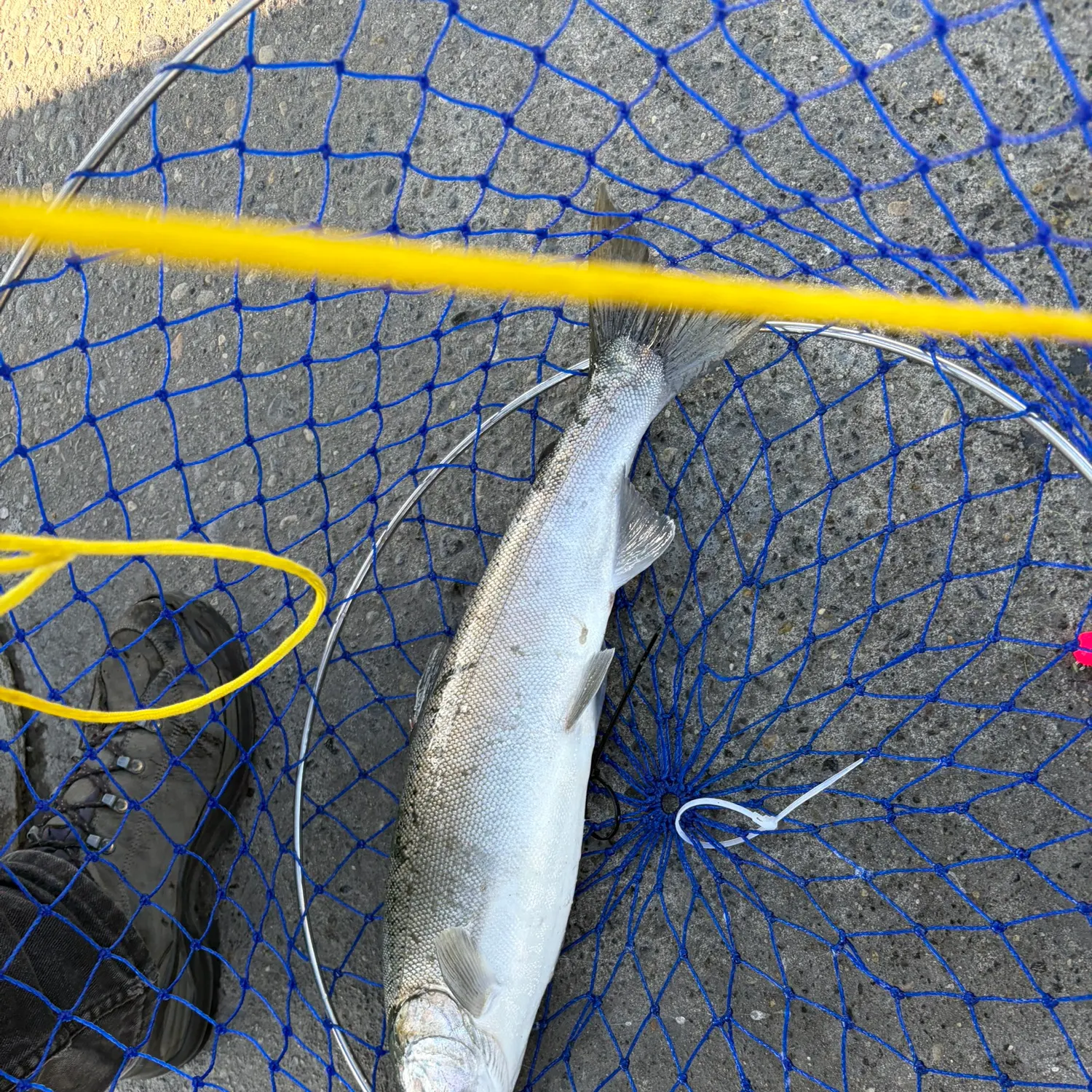 Coho salmon caught on Fishbrain