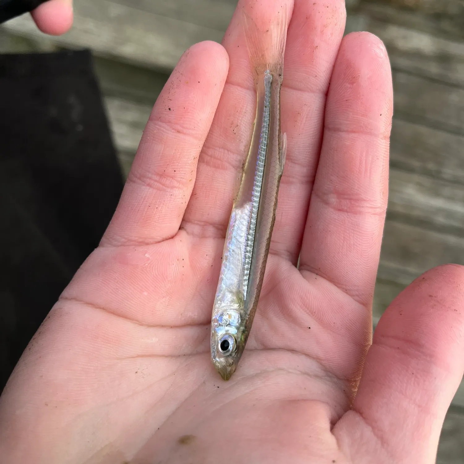 The most recent Inland silverside catches on Fishbrain