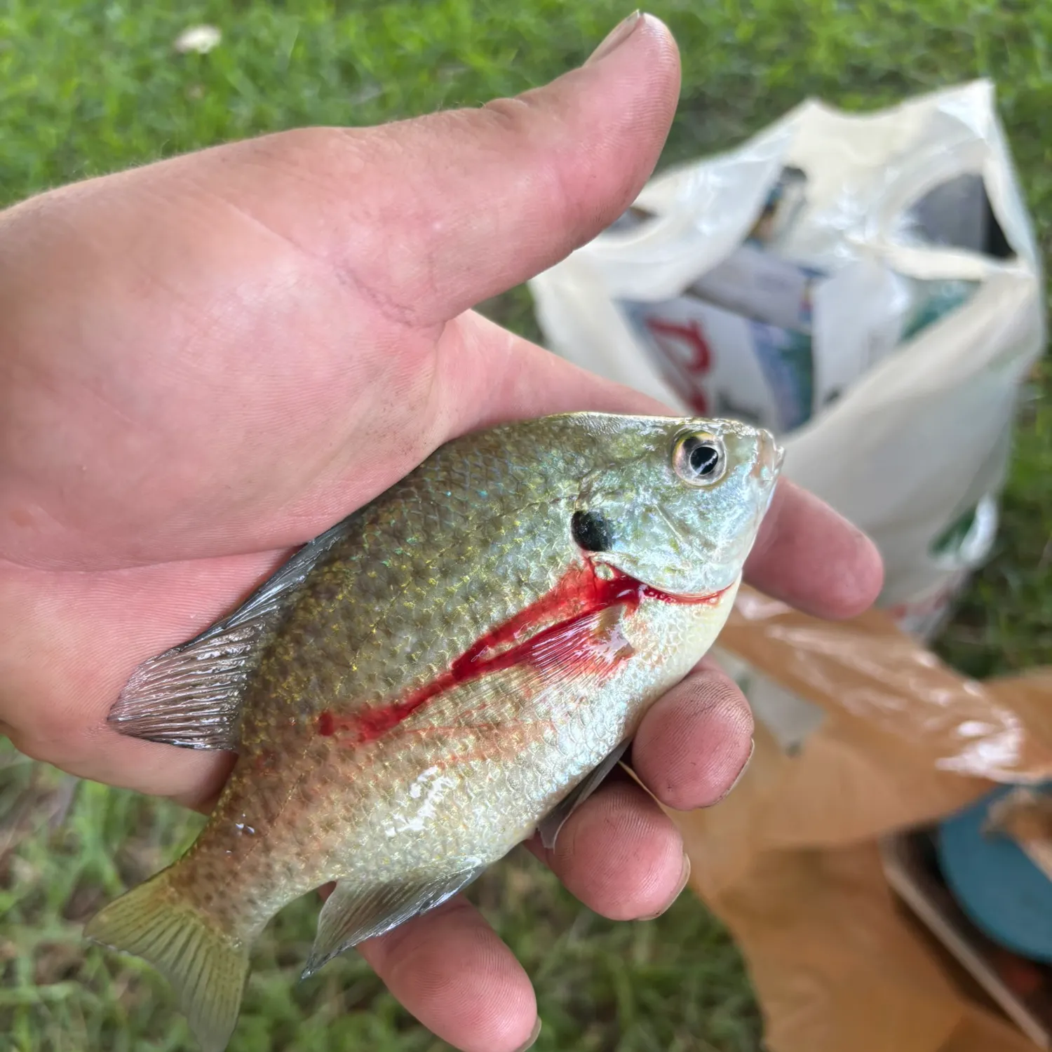 catch
