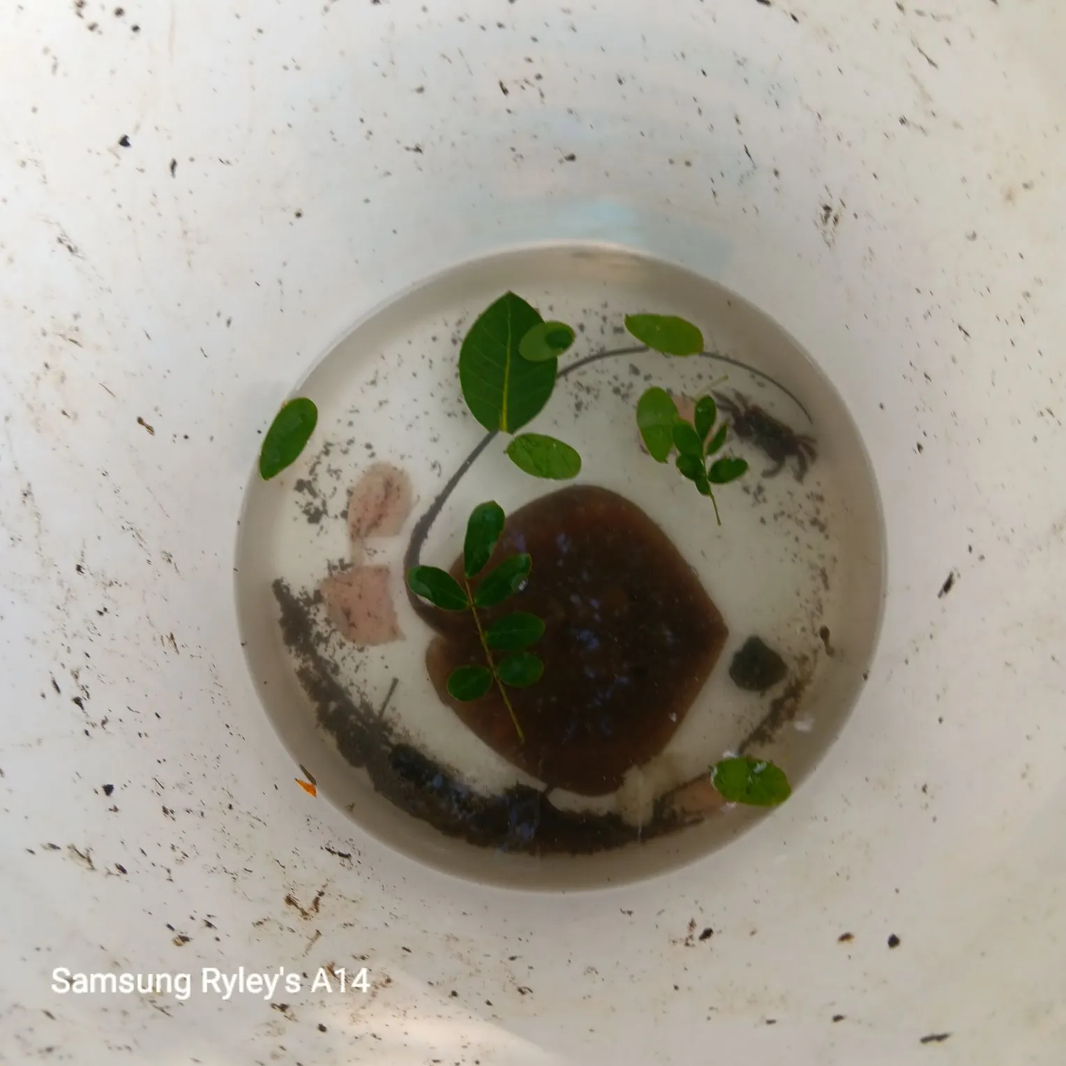 The most recent Common stingray catches on Fishbrain