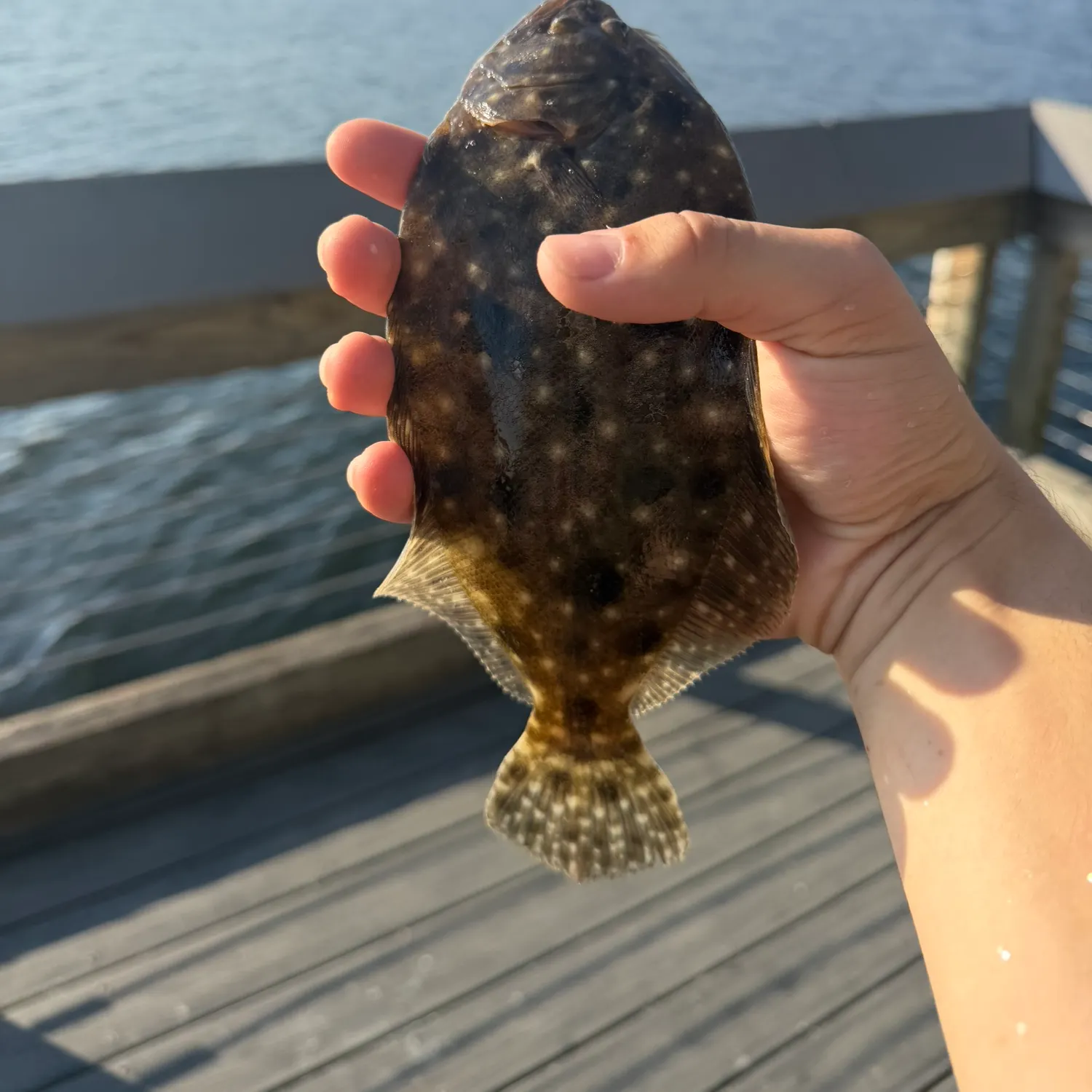 Summer flounder caught on Fishbrain