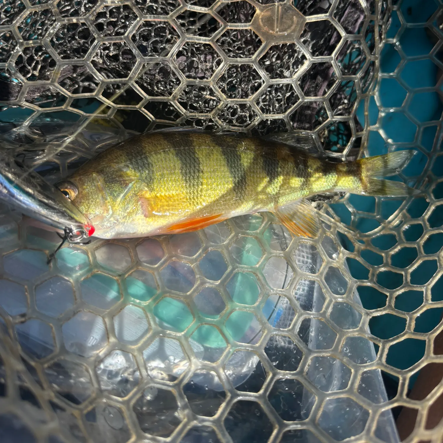 Yellow perch caught on Fishbrain