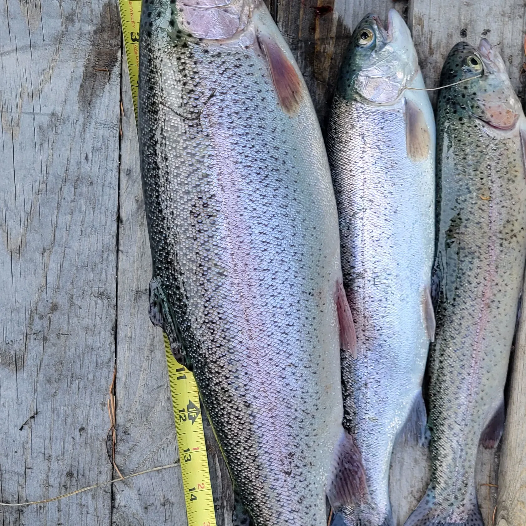 recently logged catches