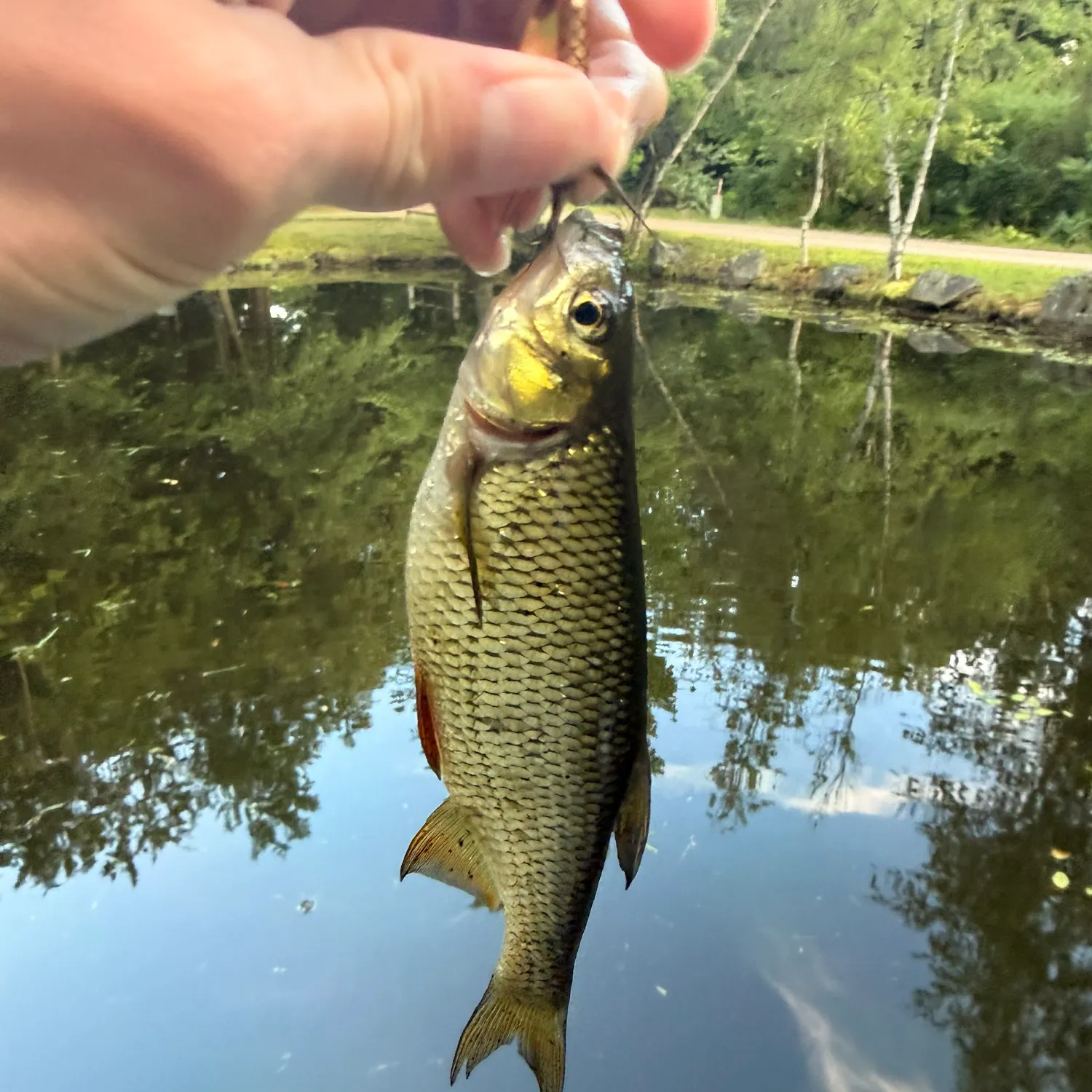 Golden shiner caught on Fishbrain