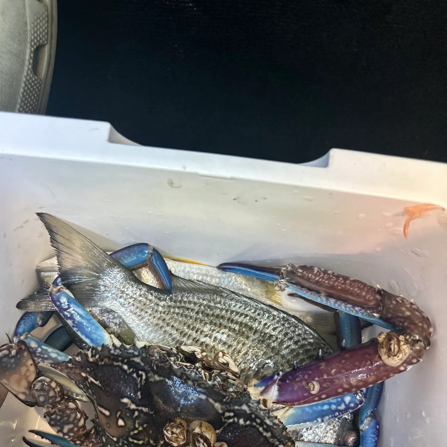 Blue swimmer crab caught on Fishbrain