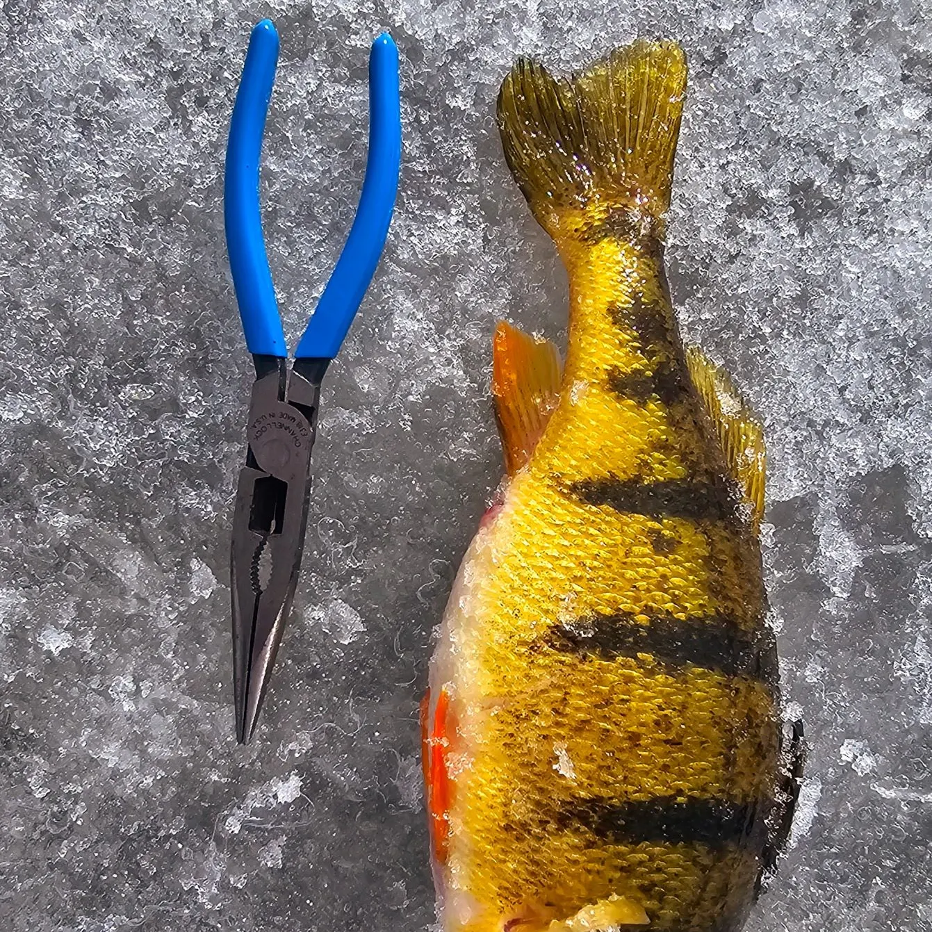 Yellow perch caught on Fishbrain
