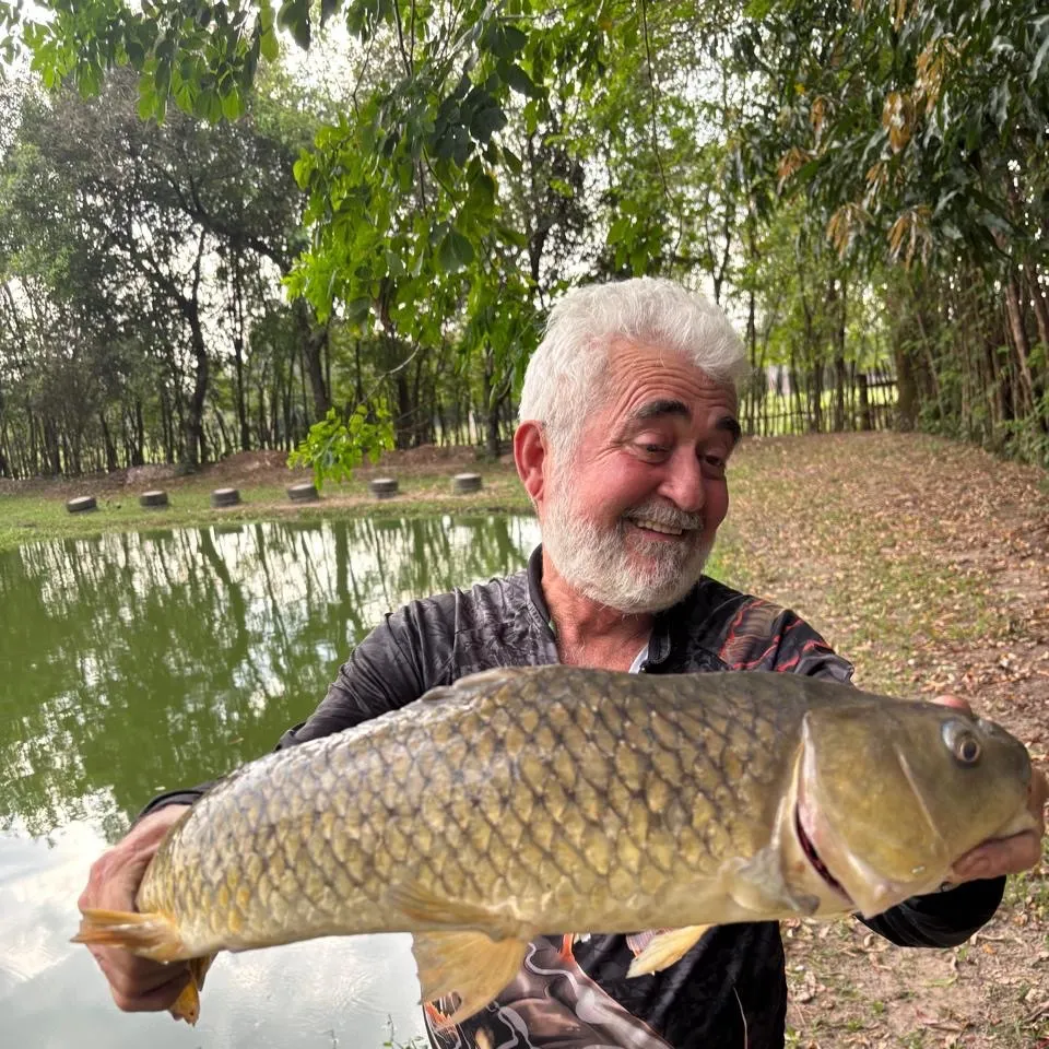 Common carp caught on Fishbrain