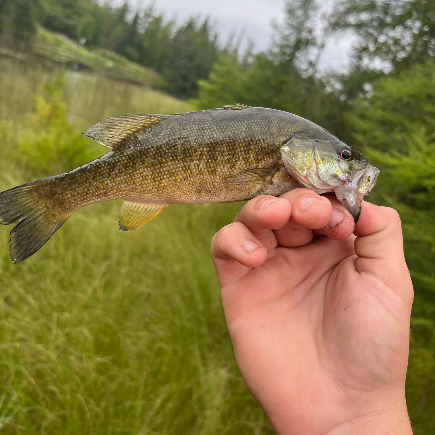 Smallmouth bass caught on Fishbrain