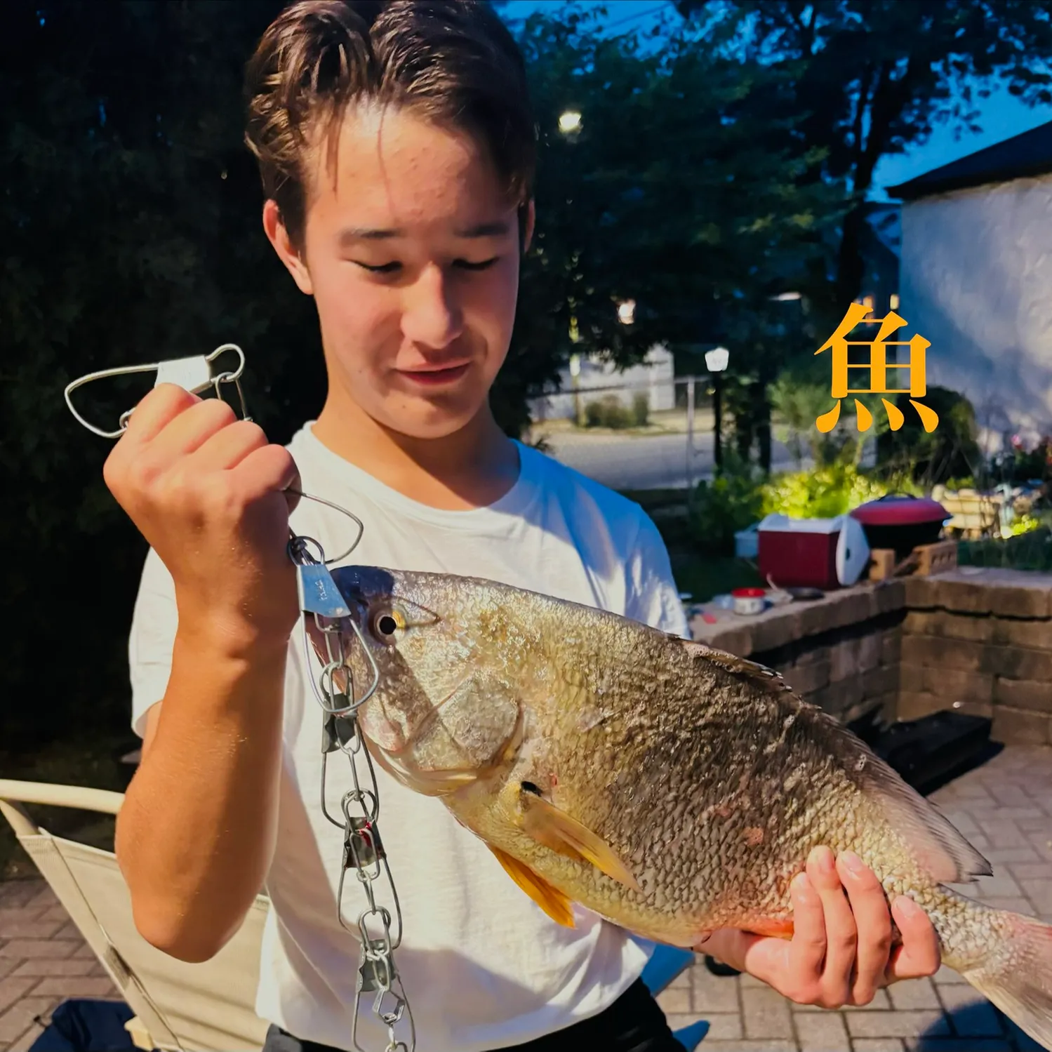 Freshwater drum caught on Fishbrain