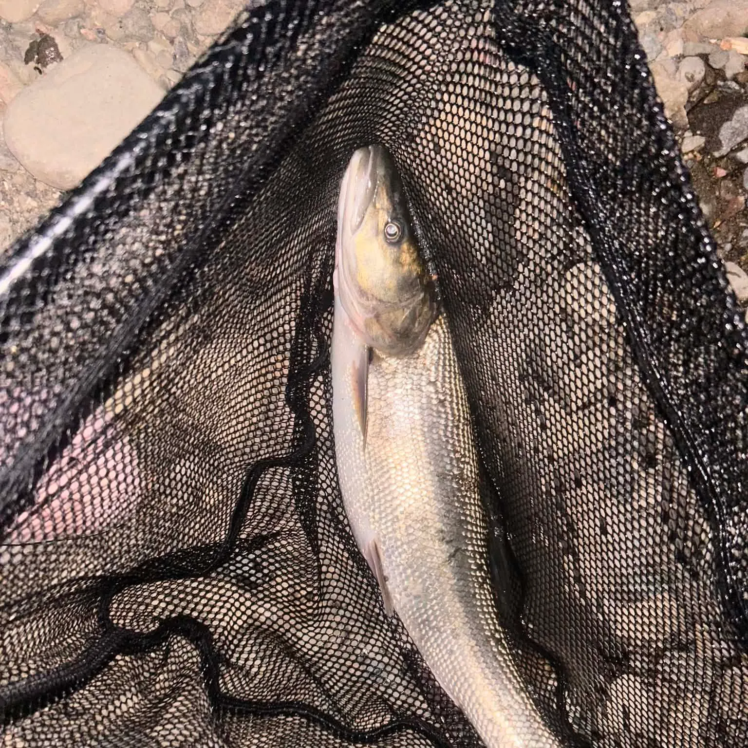 The most recent Sacramento pikeminnow catches on Fishbrain