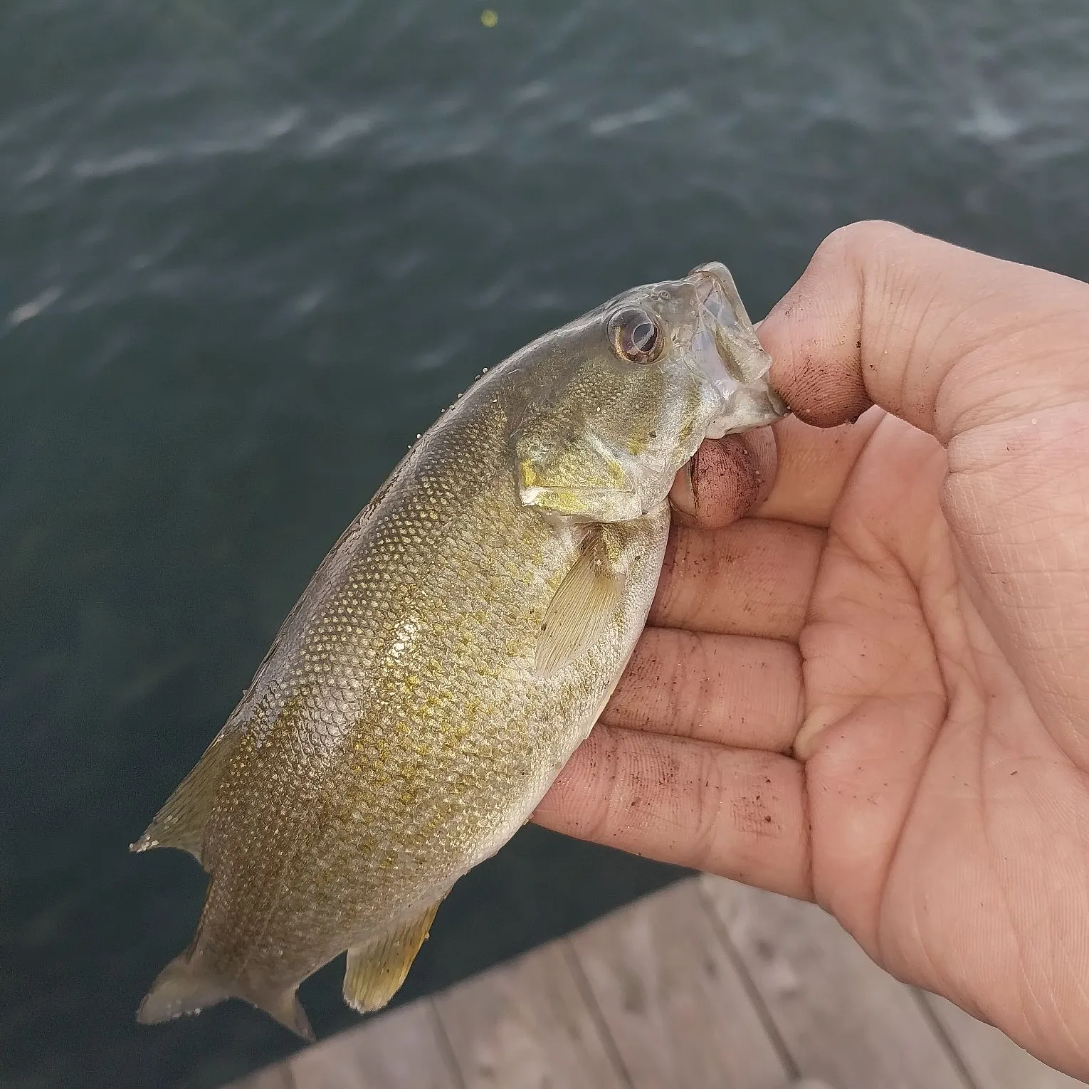 Smallmouth bass caught on Fishbrain