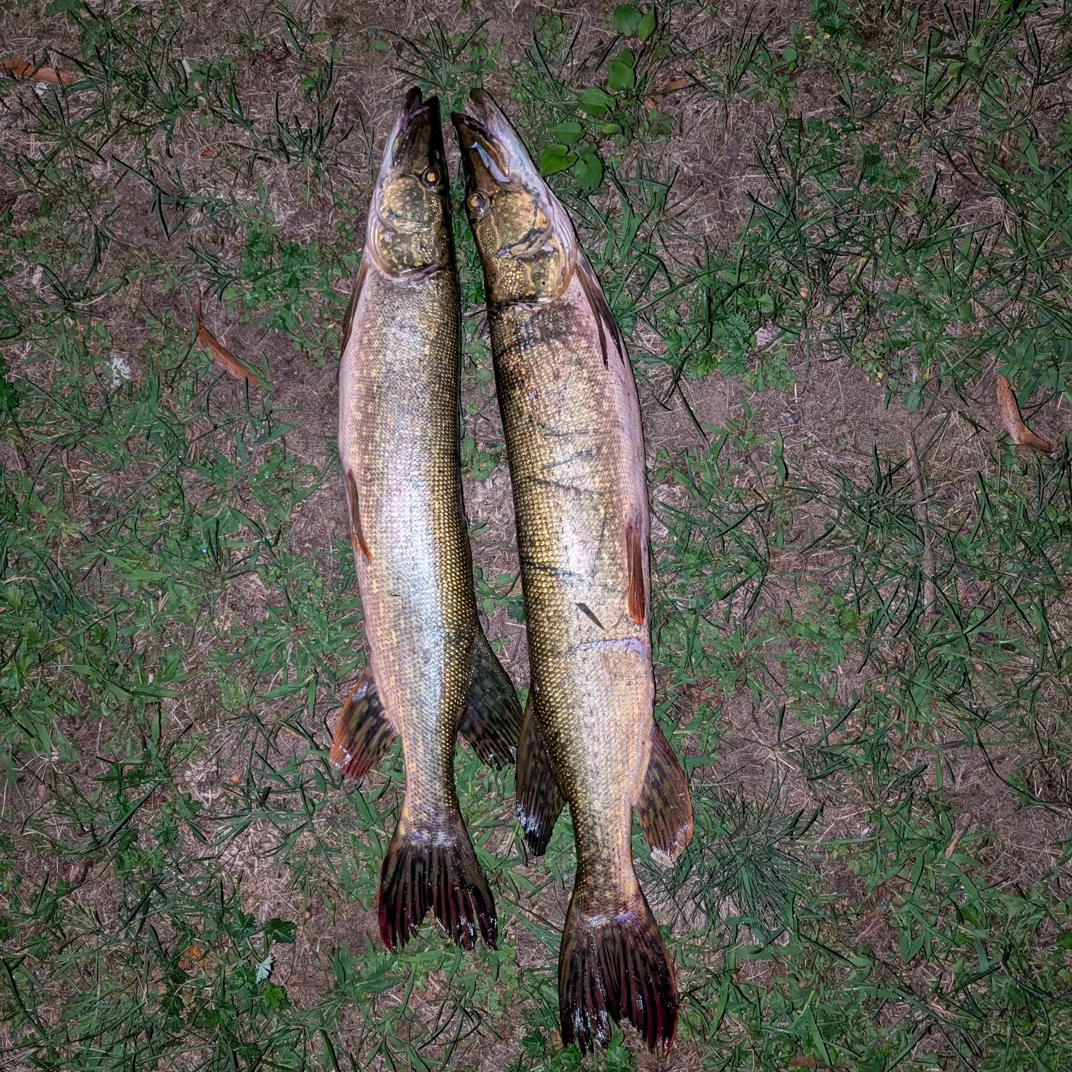 Northern pike caught on Fishbrain