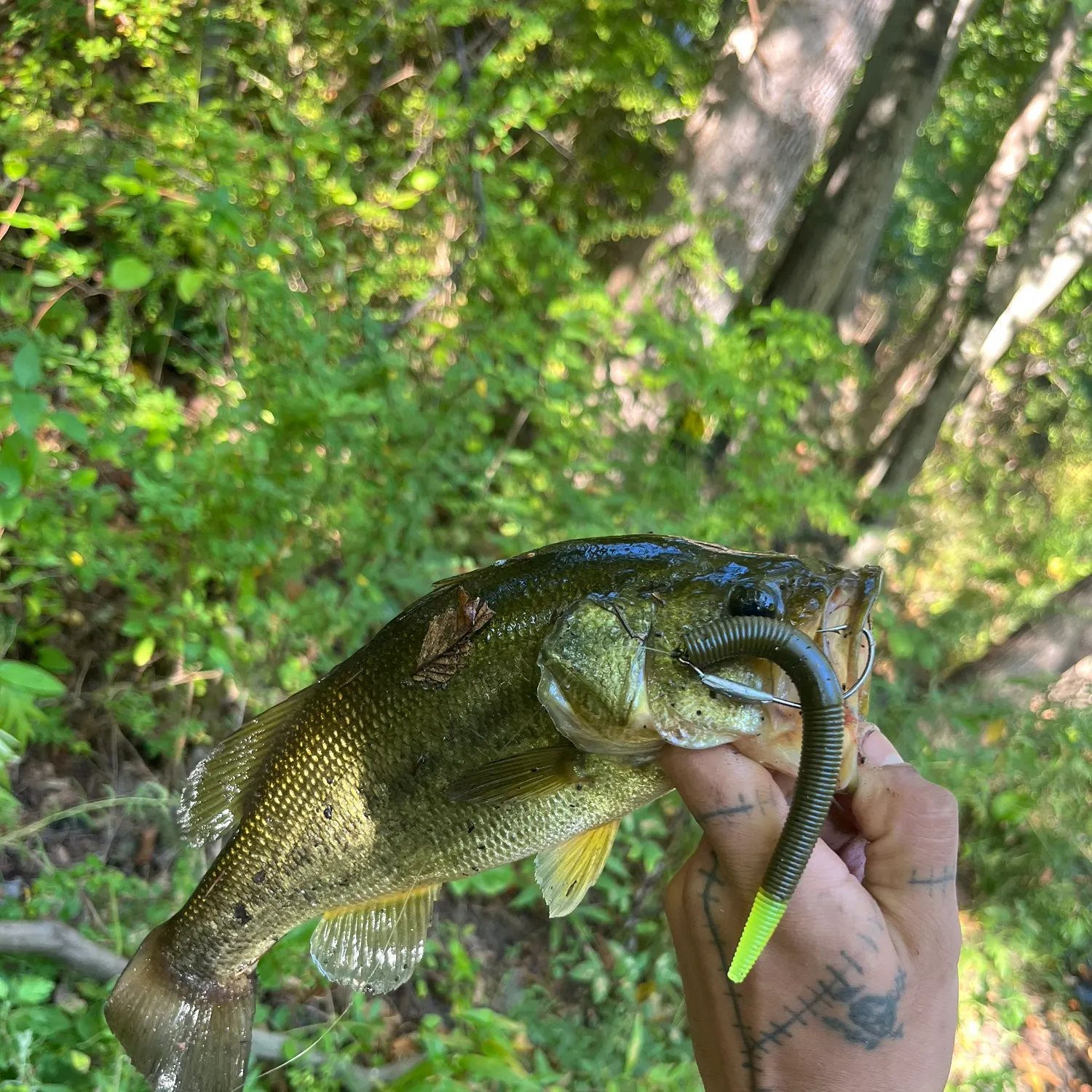 Largemouth bass caught on Fishbrain
