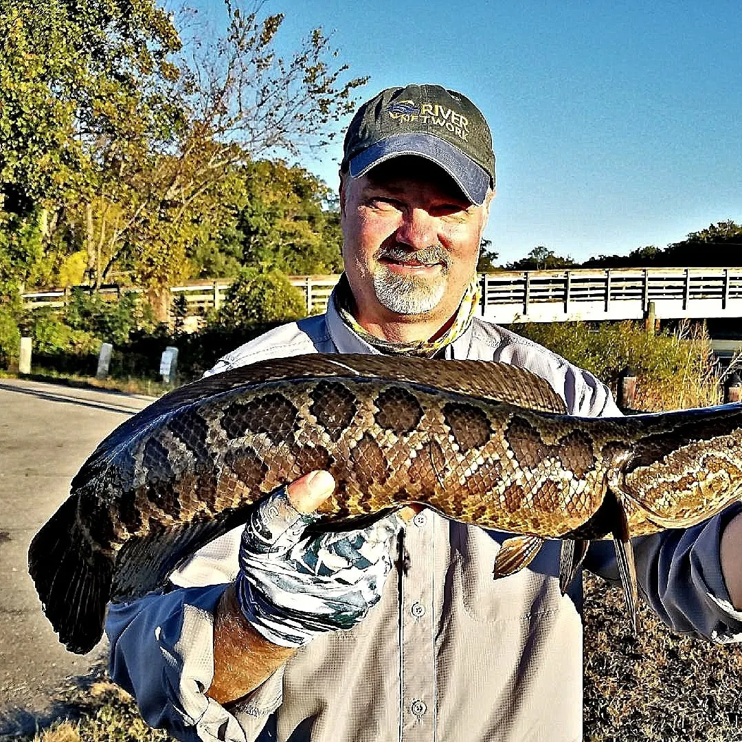 The most popular recent Northern snakehead catch on Fishbrain