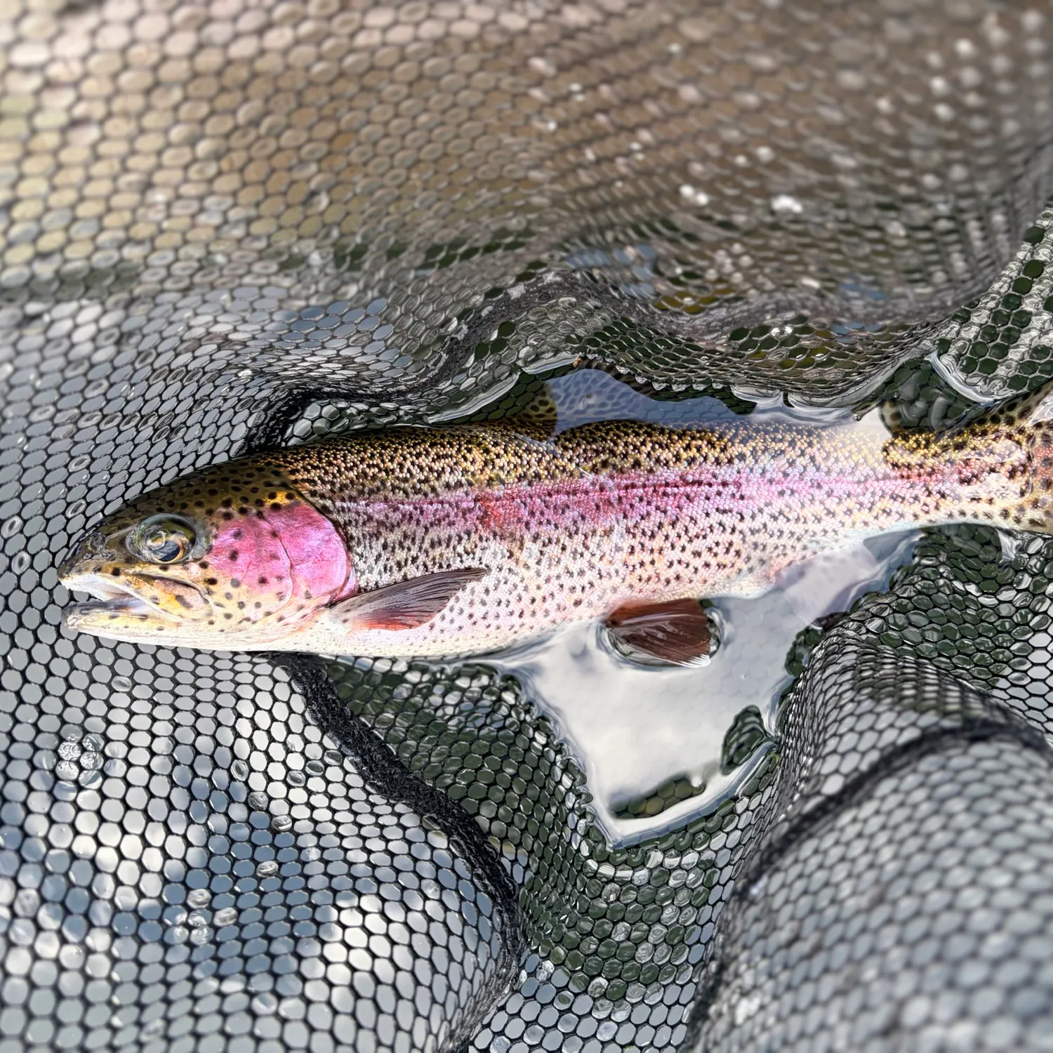Rainbow trout caught on Fishbrain