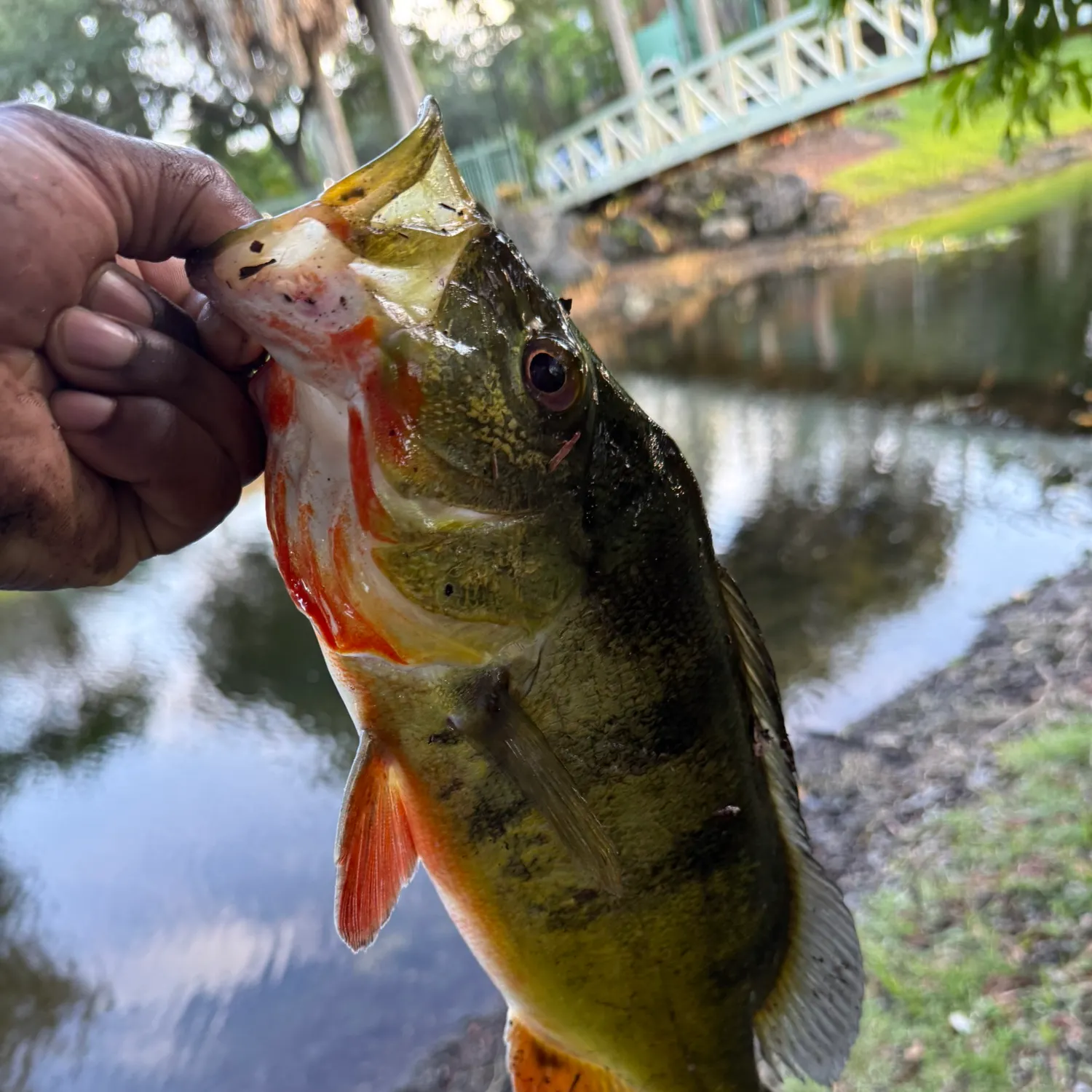 Butterfly peacock bass caught on Fishbrain
