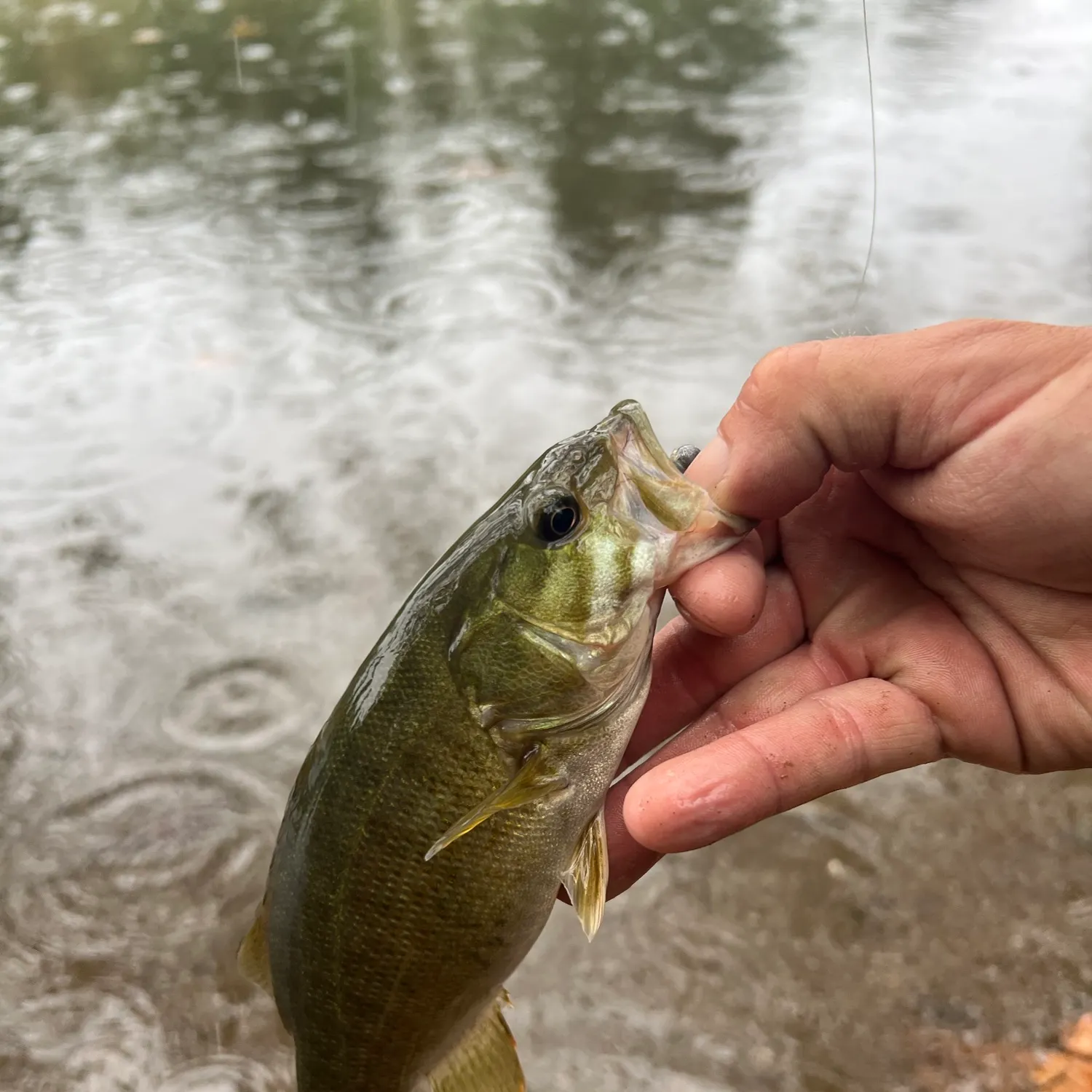 Smallmouth bass caught on Fishbrain