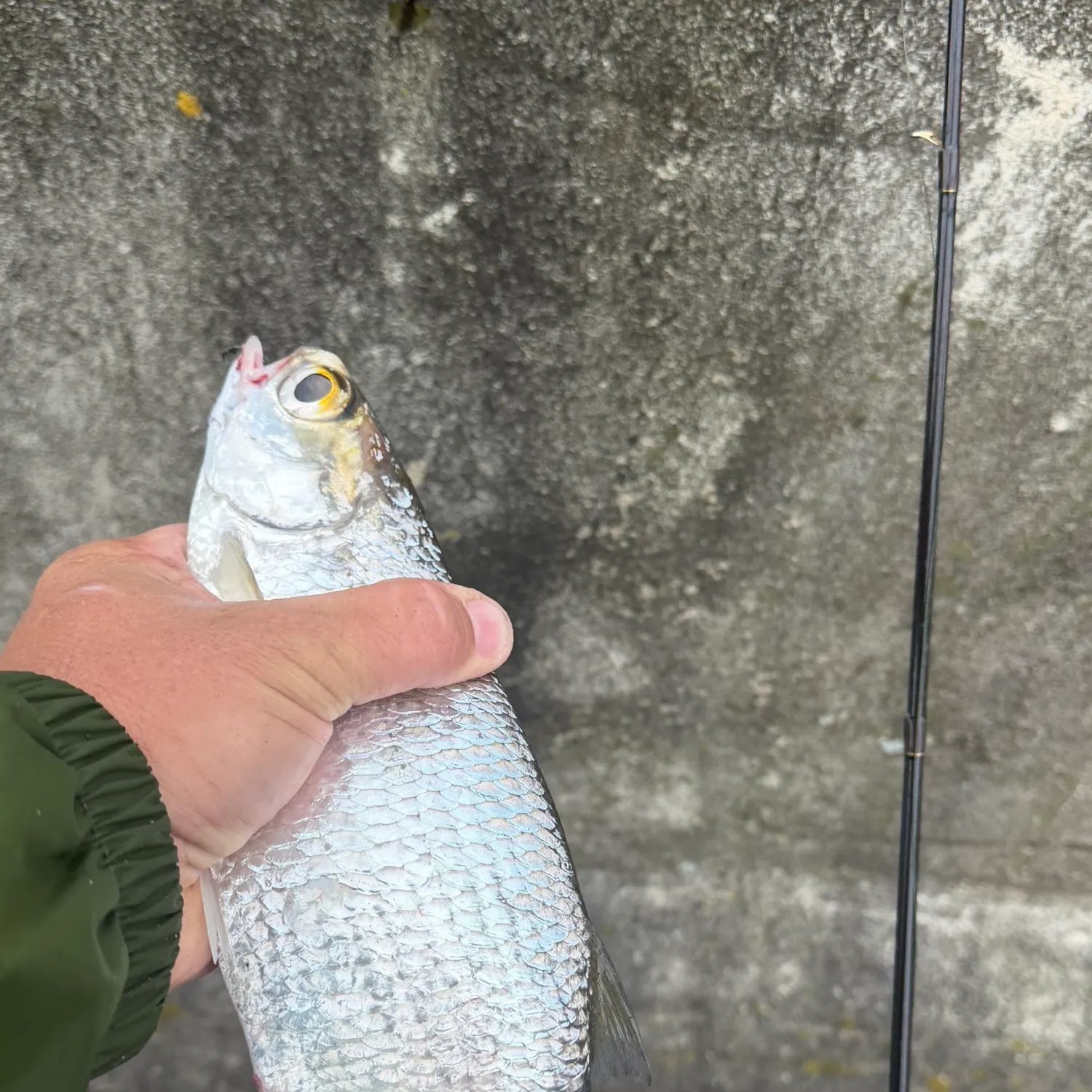 The most recent Mooneye catches on Fishbrain