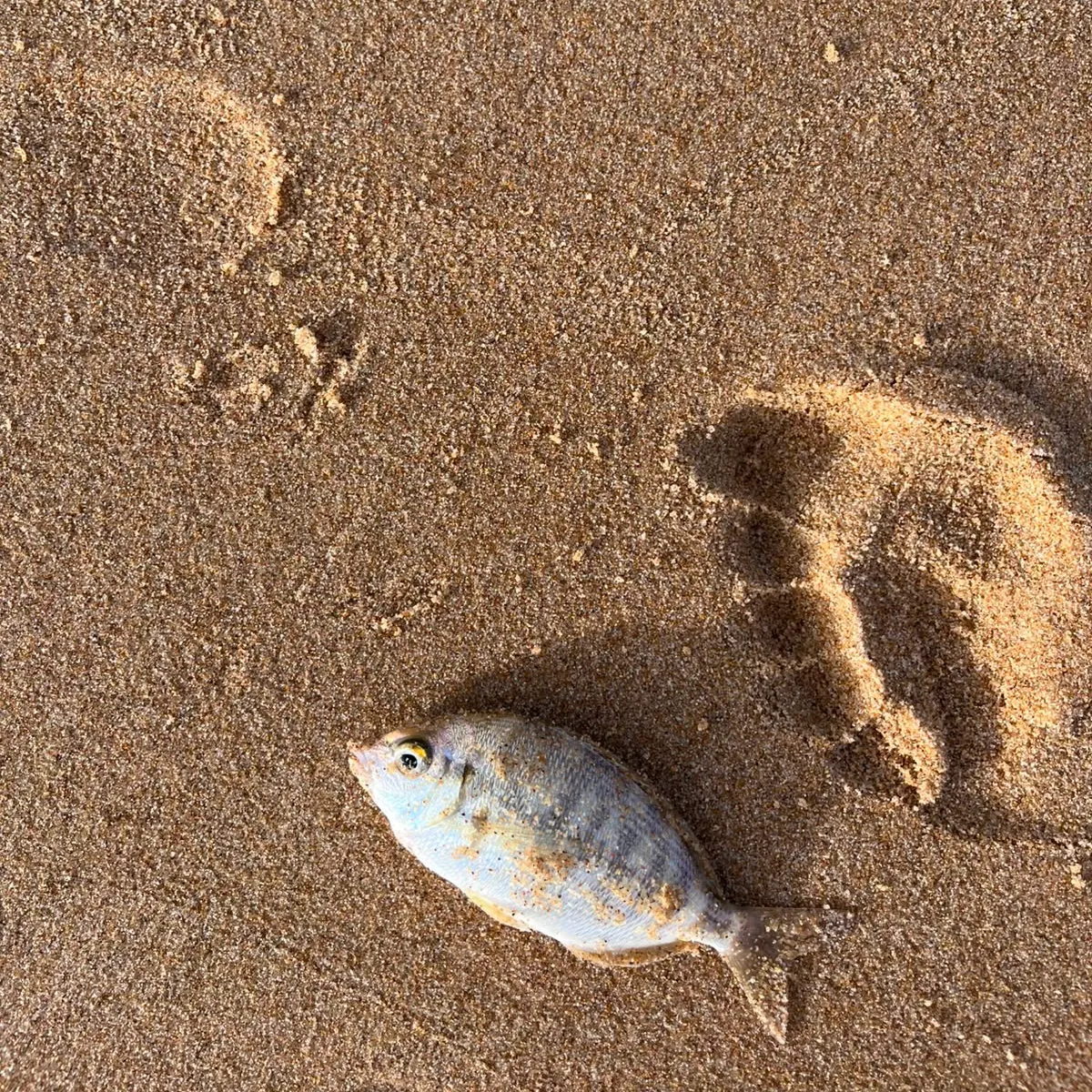White seabream caught on Fishbrain