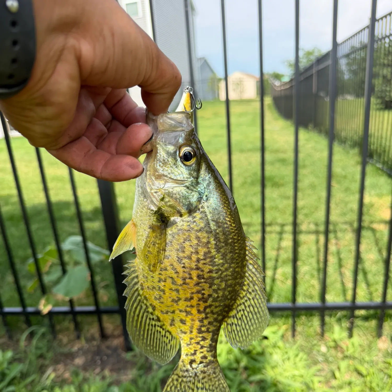The most recent Magnolia crappie catches on Fishbrain