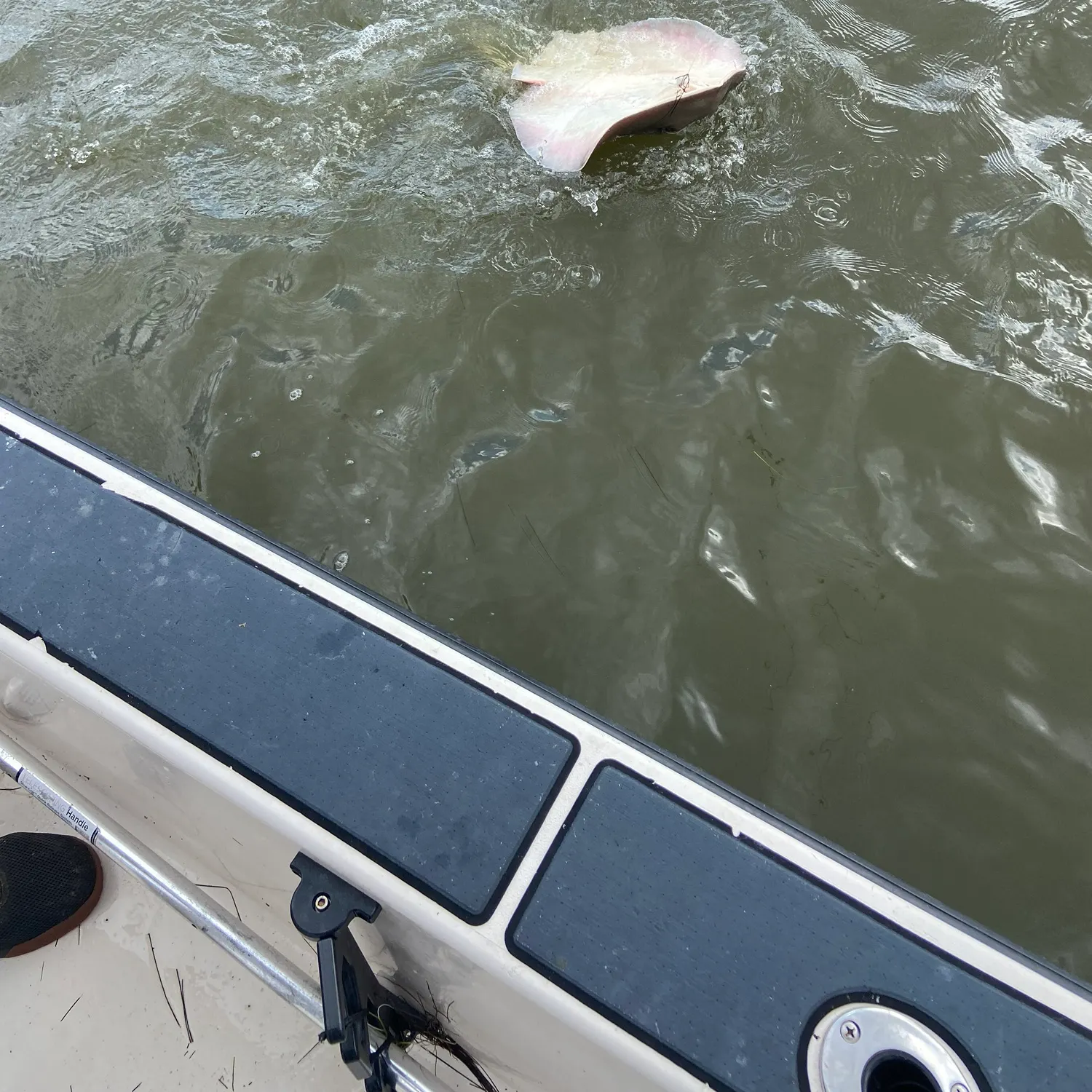 The most recent Southern stingray catches on Fishbrain