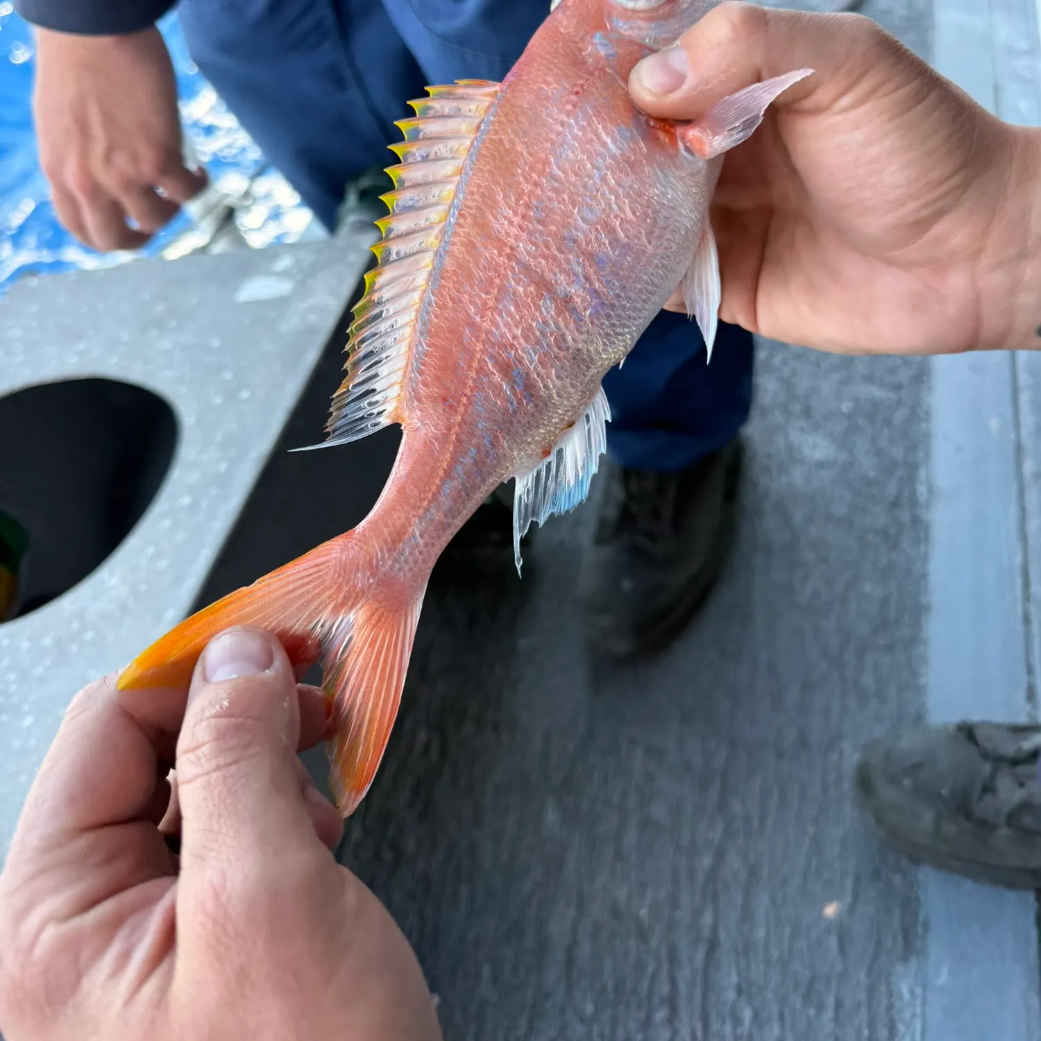 The most recent Wenchman snapper catches on Fishbrain