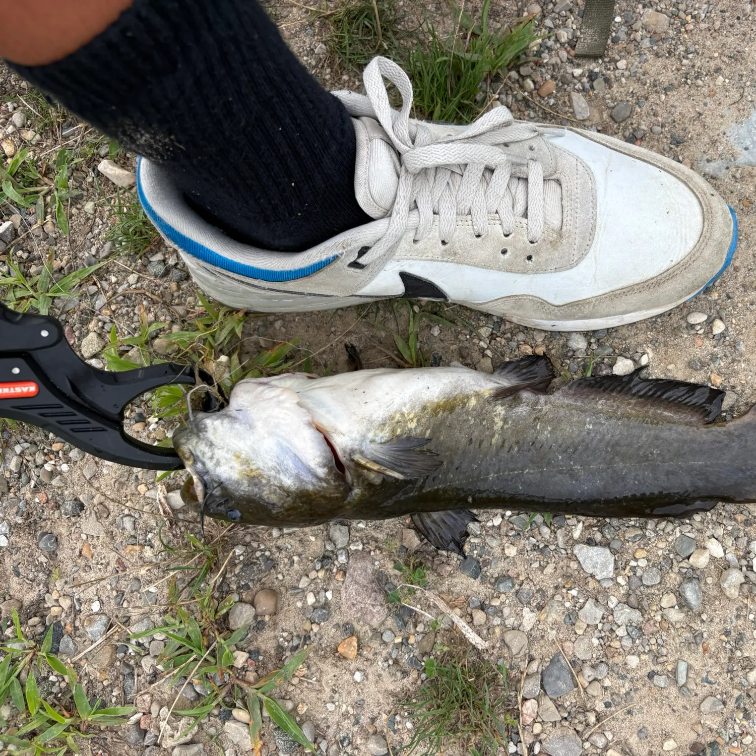 Black bullhead caught on Fishbrain