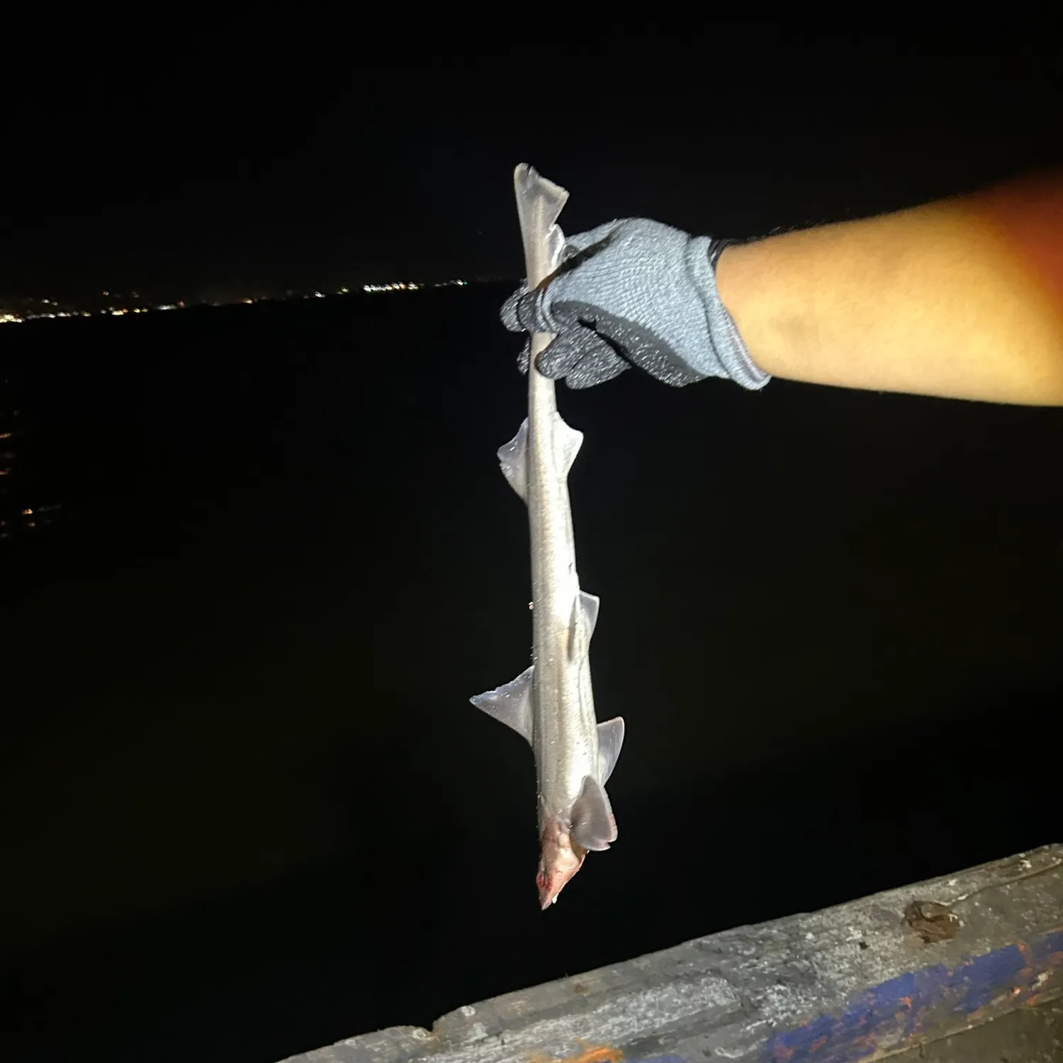 Brown smooth-hound caught on Fishbrain
