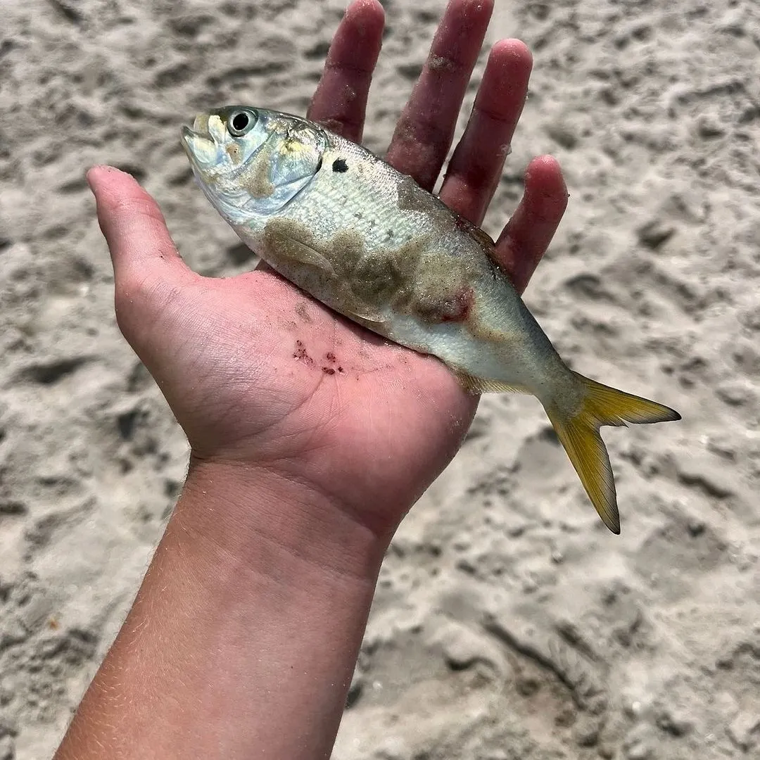 The most recent Twospot astyanax catches on Fishbrain