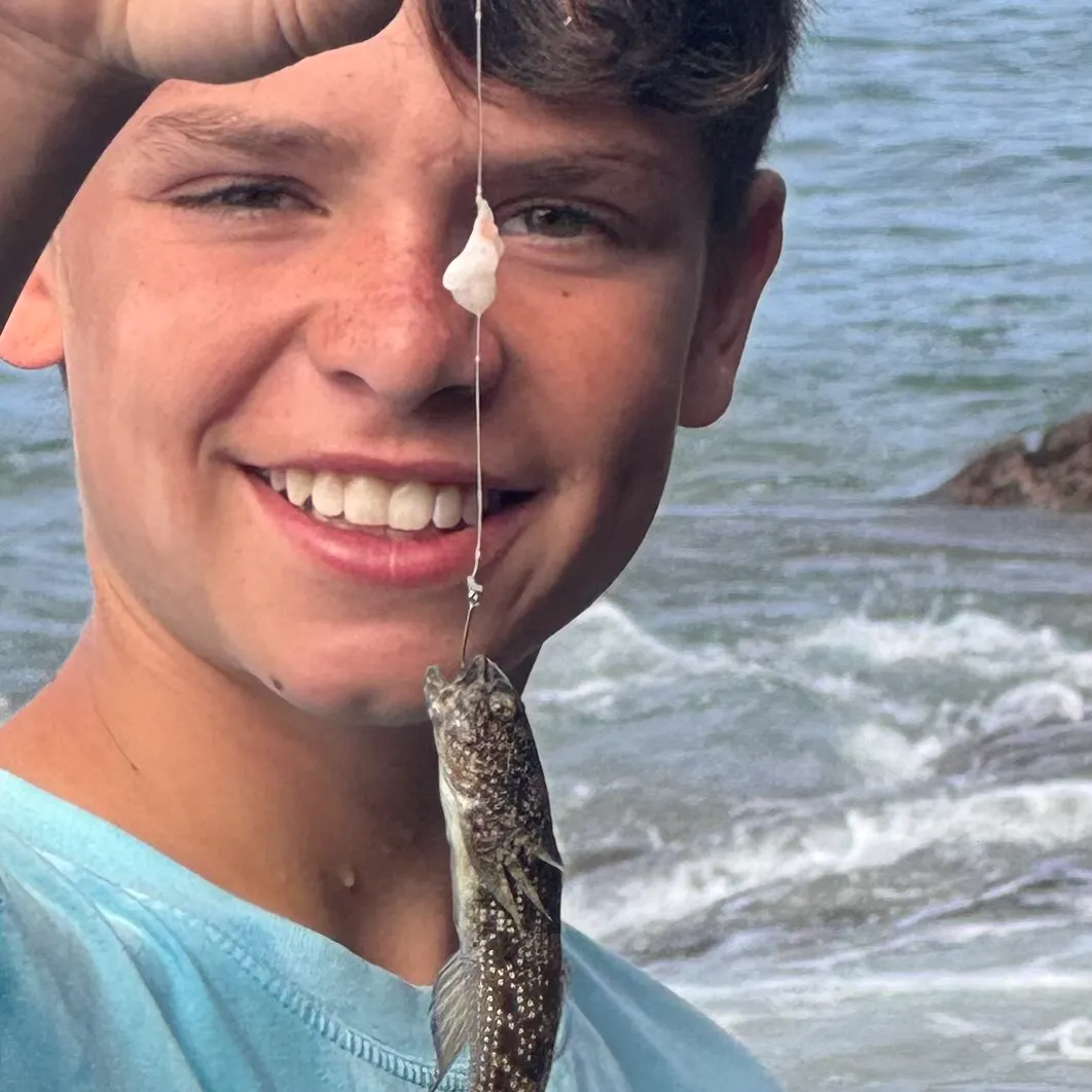 The most recent Slender lizardfish catches on Fishbrain