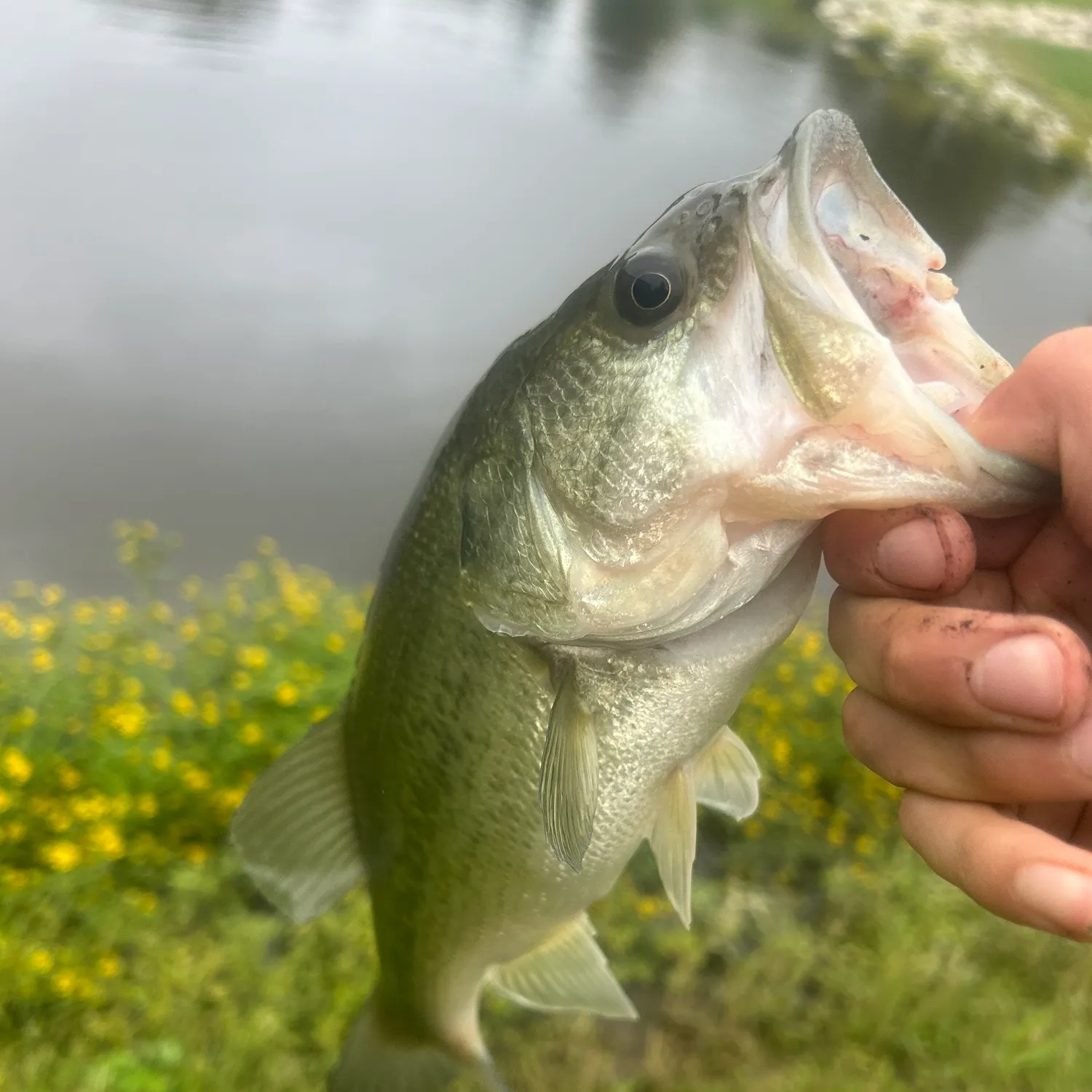 Largemouth bass caught on Fishbrain