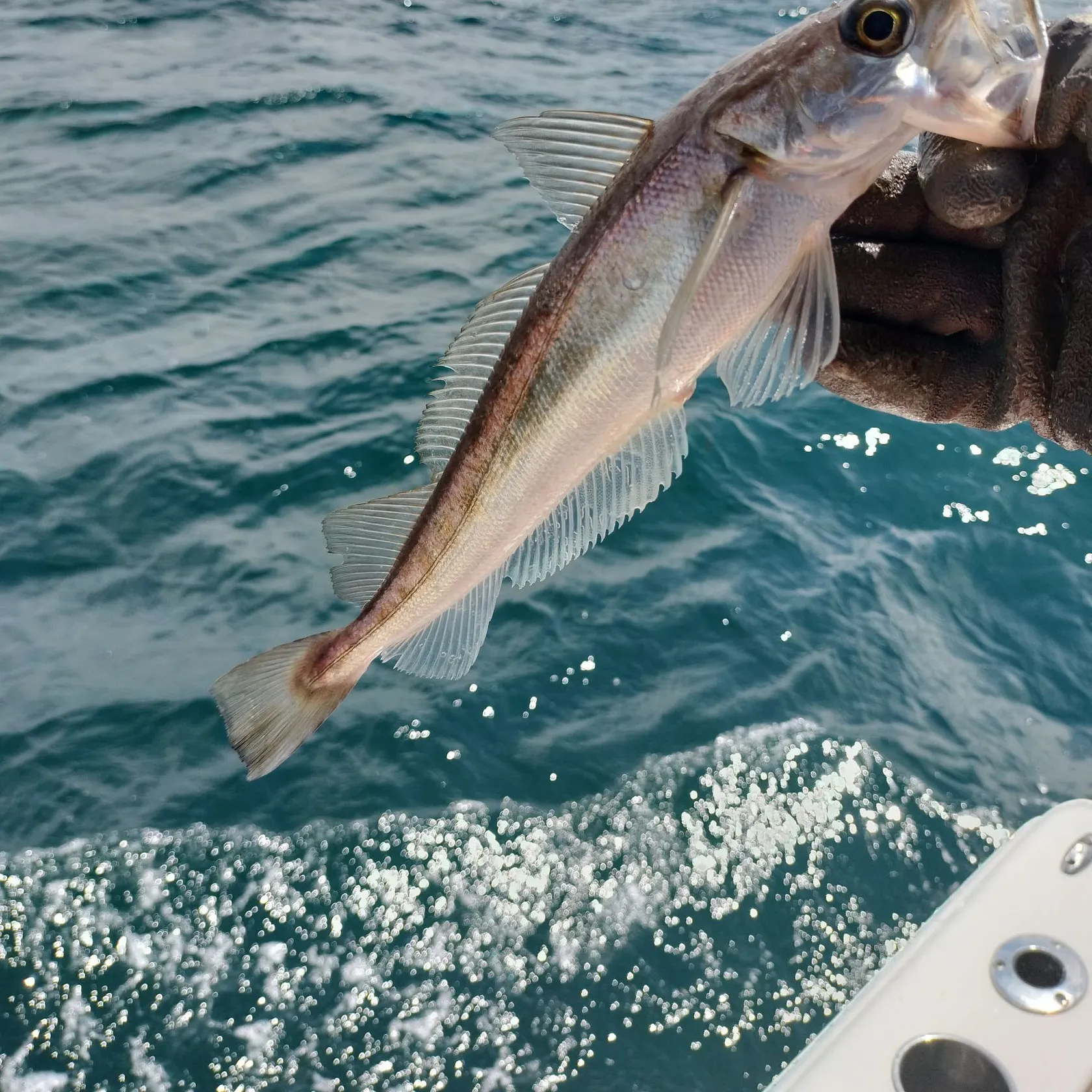 The most recent Silver hake catches on Fishbrain