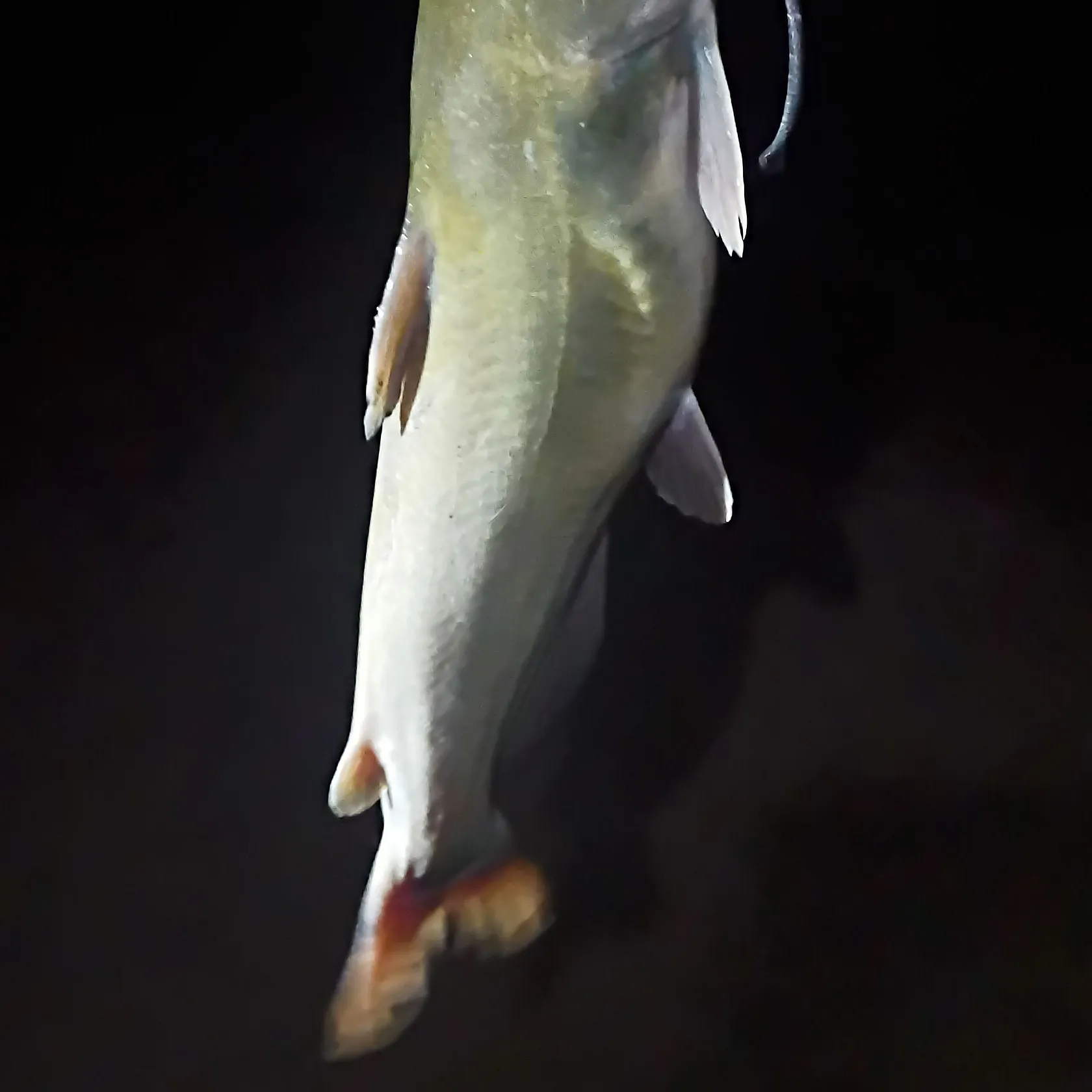 Channel catfish caught on Fishbrain
