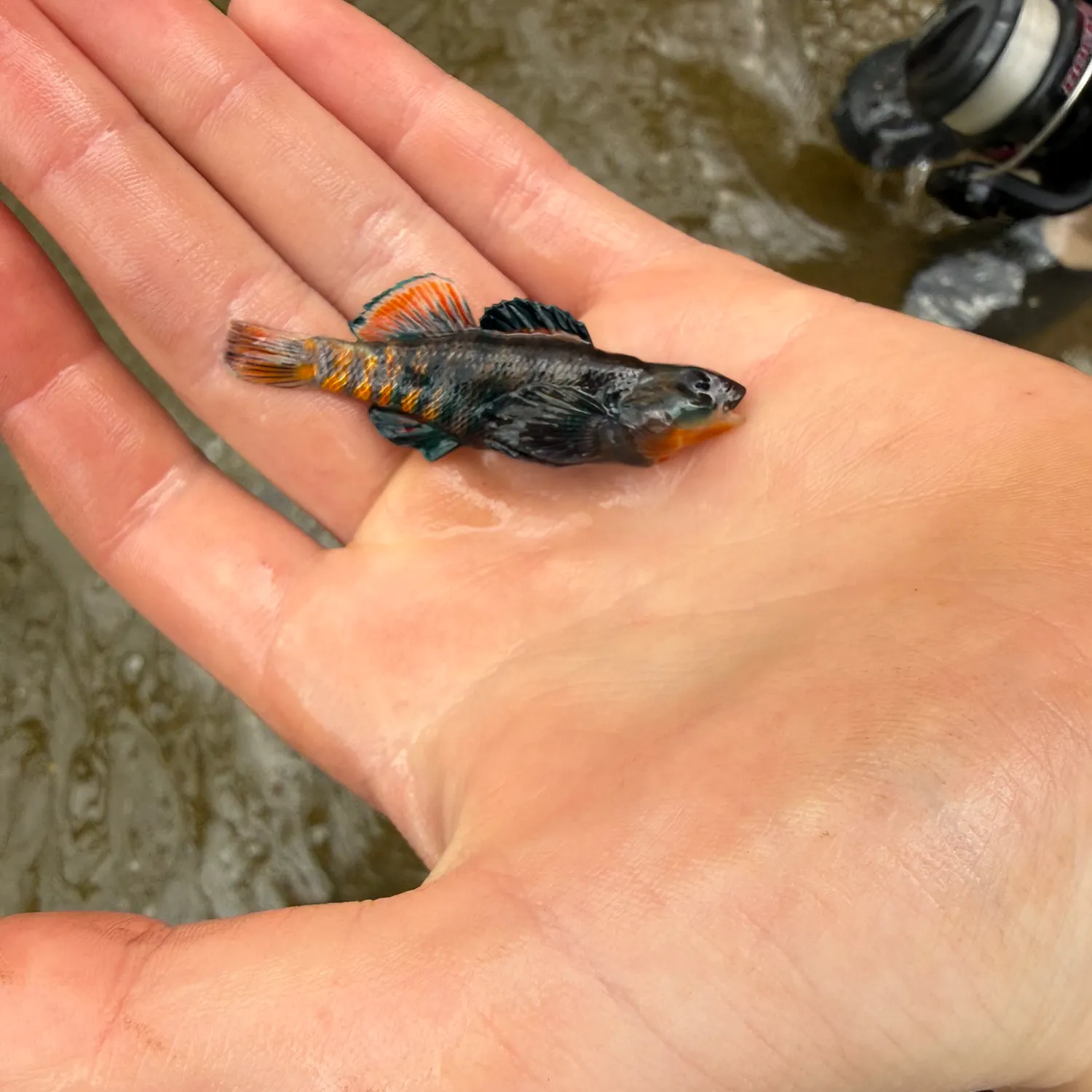 The most recent Rainbow darter catches on Fishbrain